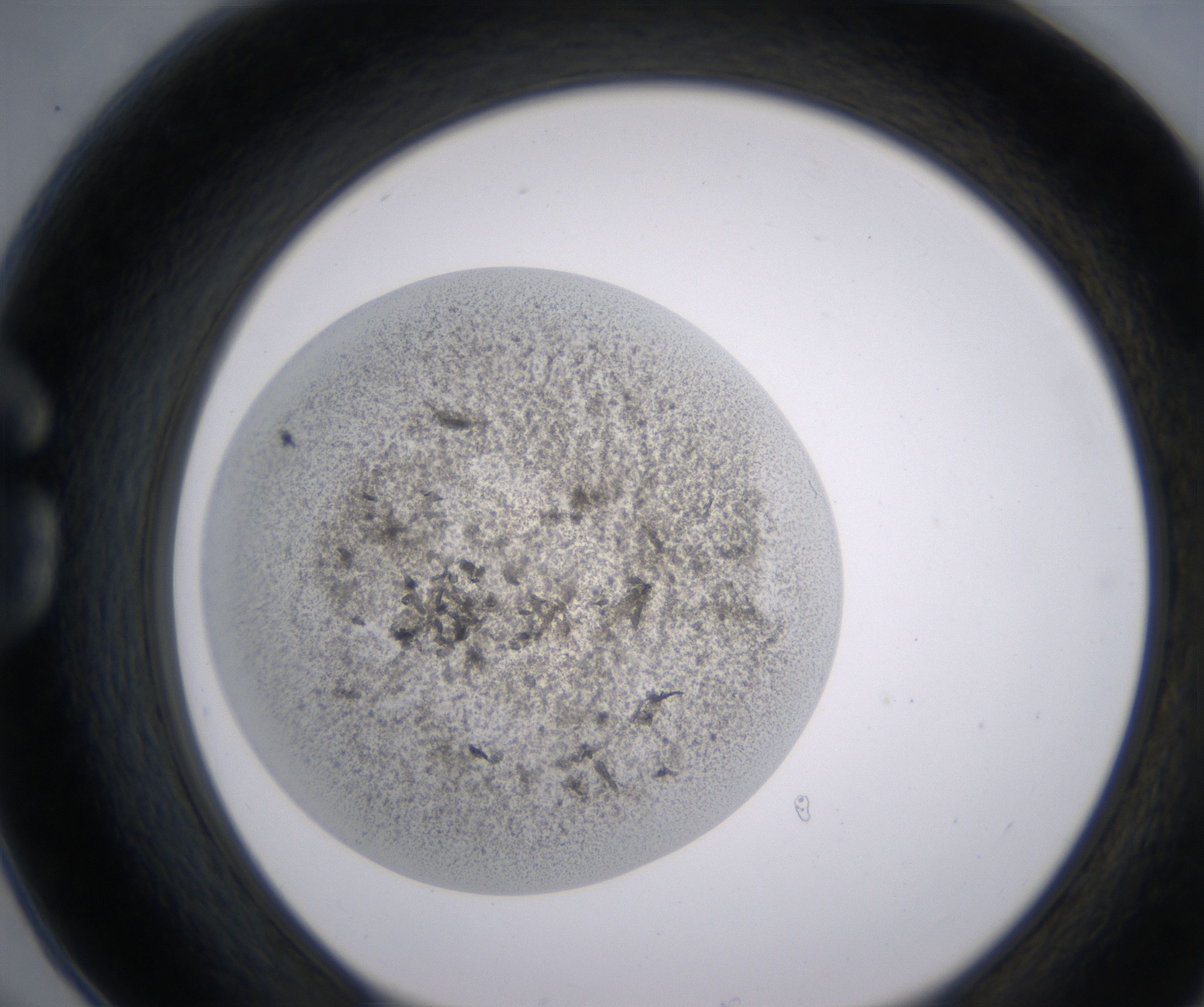 G6_HighResolution_Precipitate_1.jpg