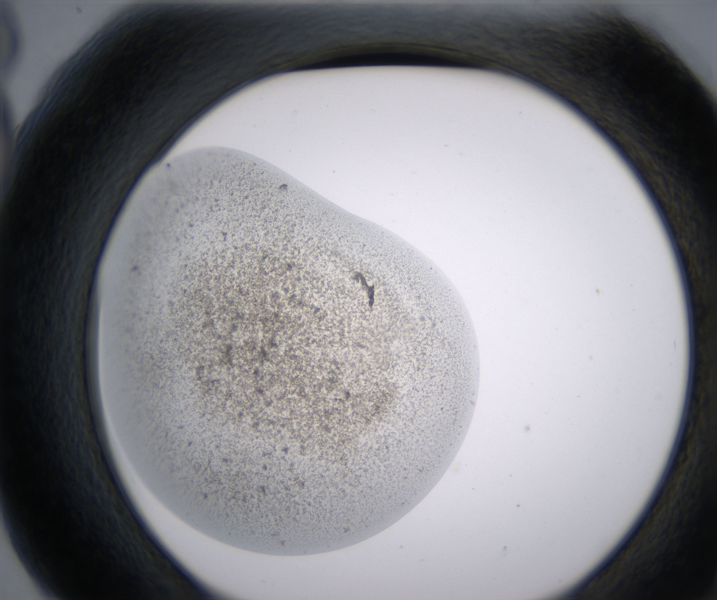 G6_HighResolution_Precipitate_2.jpg