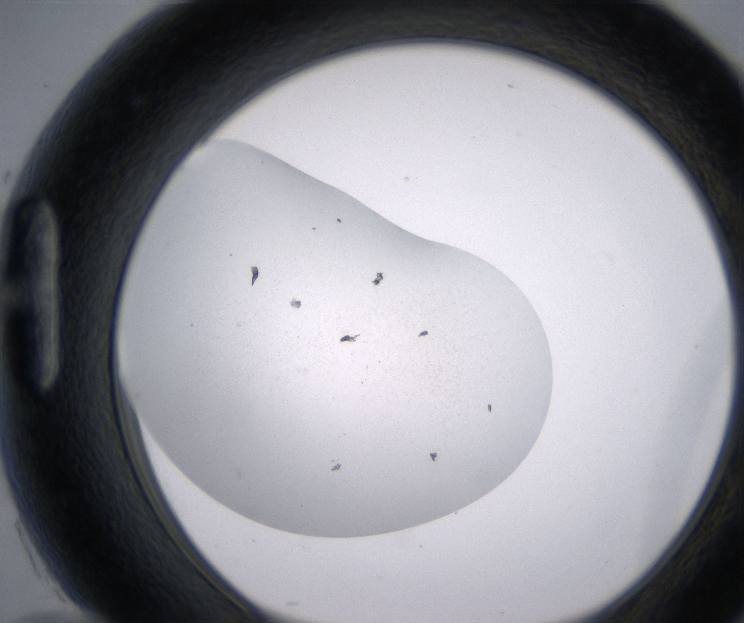 H10_HighResolution_Precipitate_1.jpg