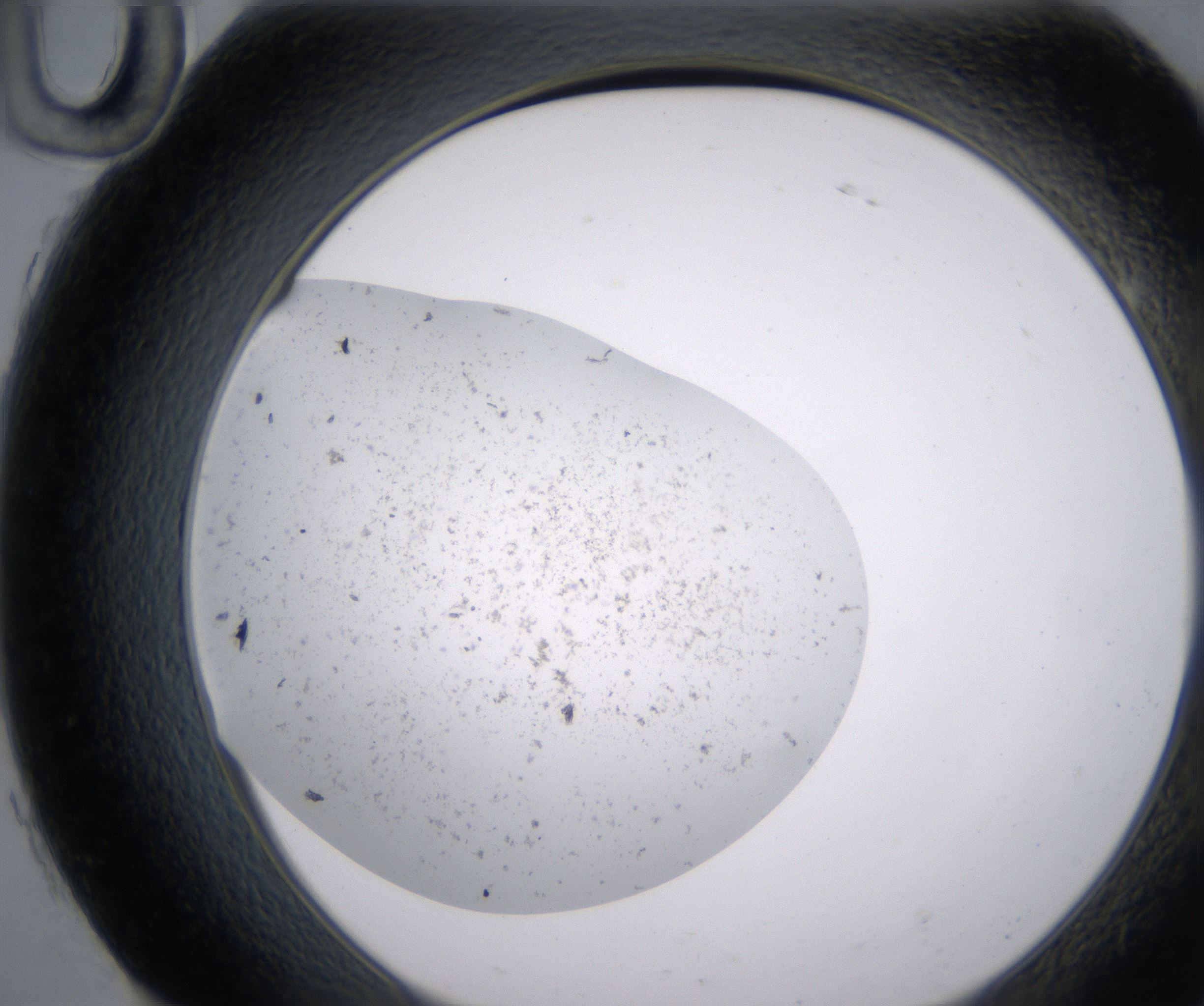 H10_HighResolution_Precipitate_2.jpg