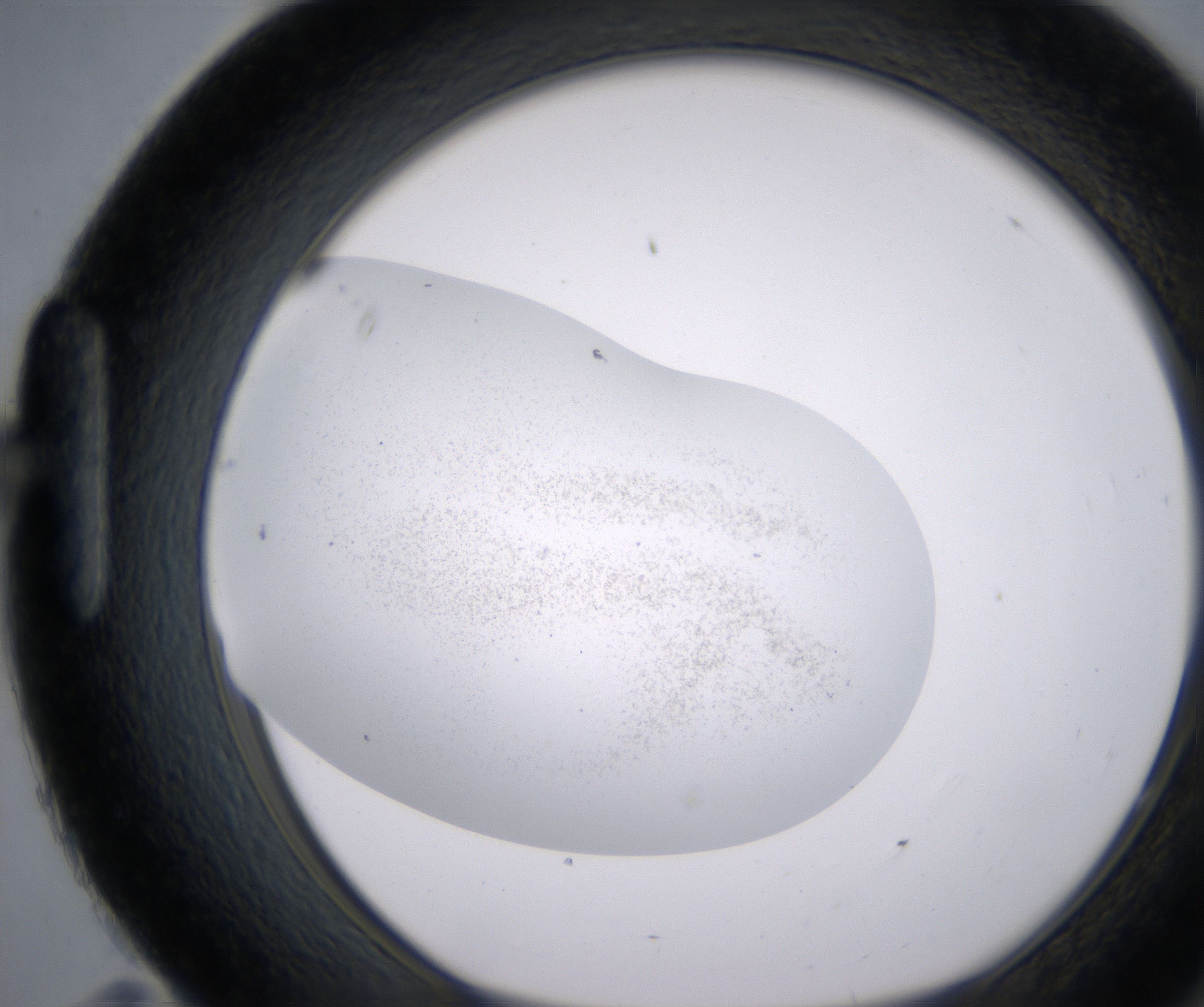 H11_HighResolution_Precipitate_1.jpg
