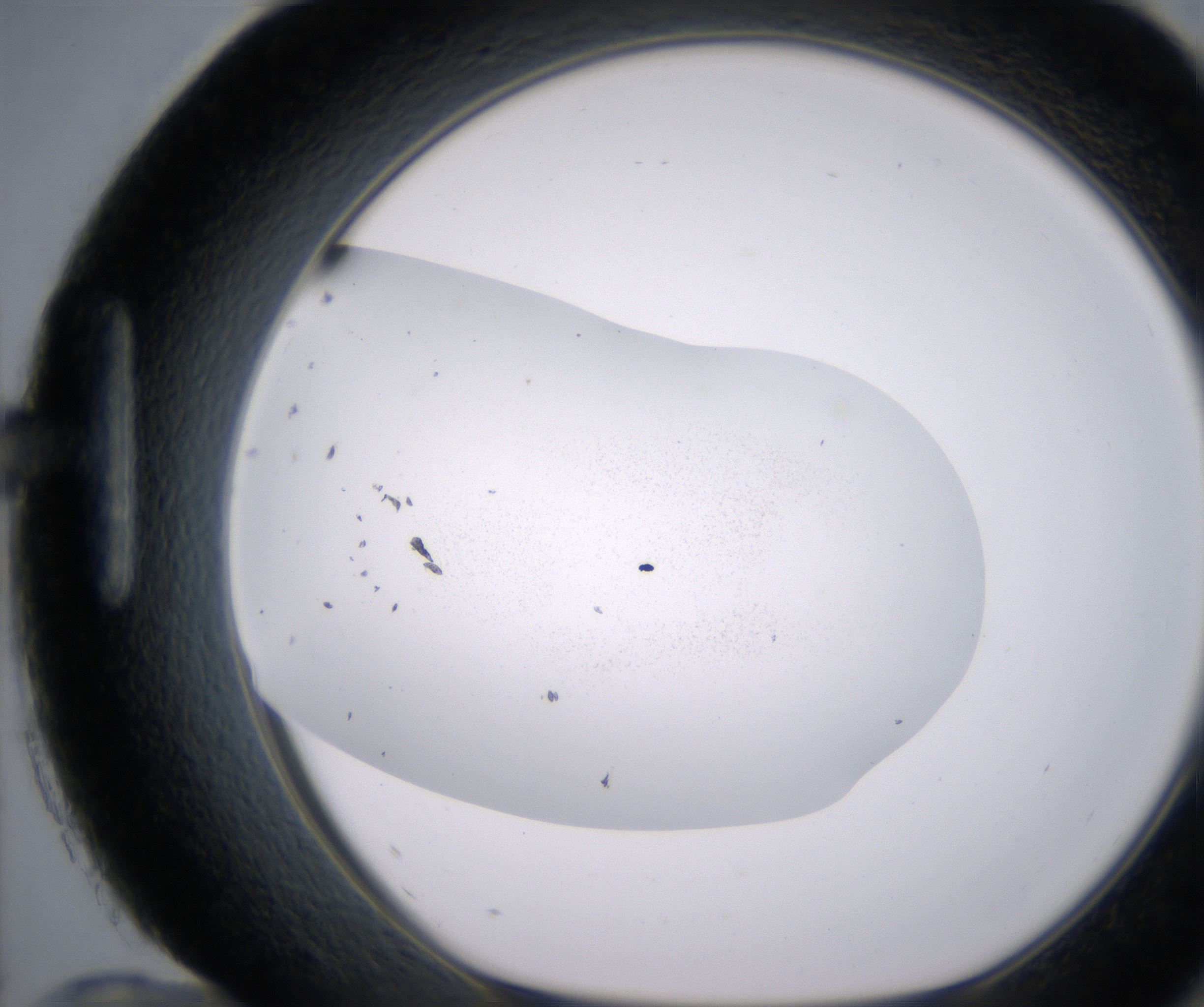 H12_HighResolution_Precipitate_1.jpg