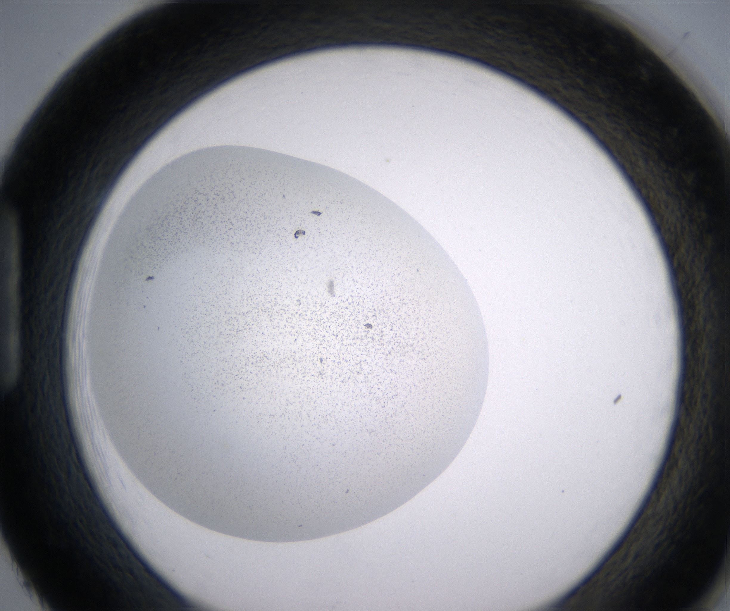 H2_HighResolution_Precipitate_1.jpg