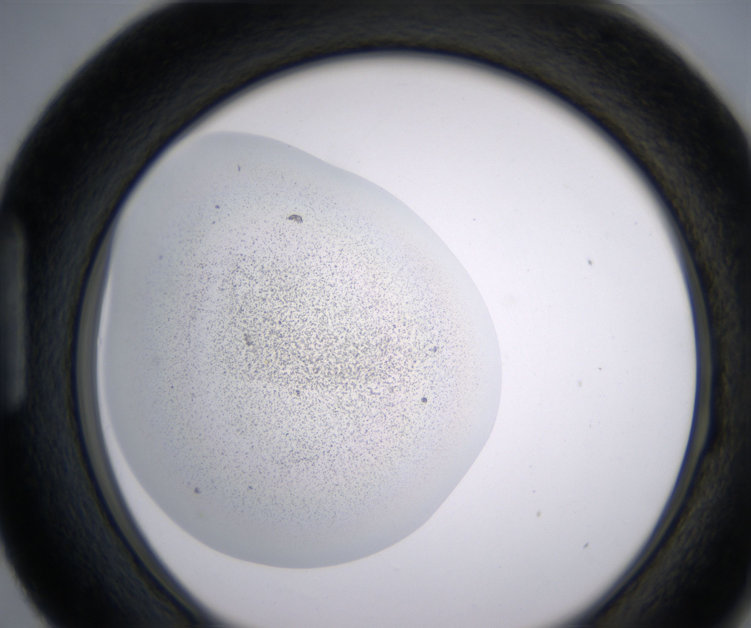 H3_HighResolution_Precipitate_1.jpg