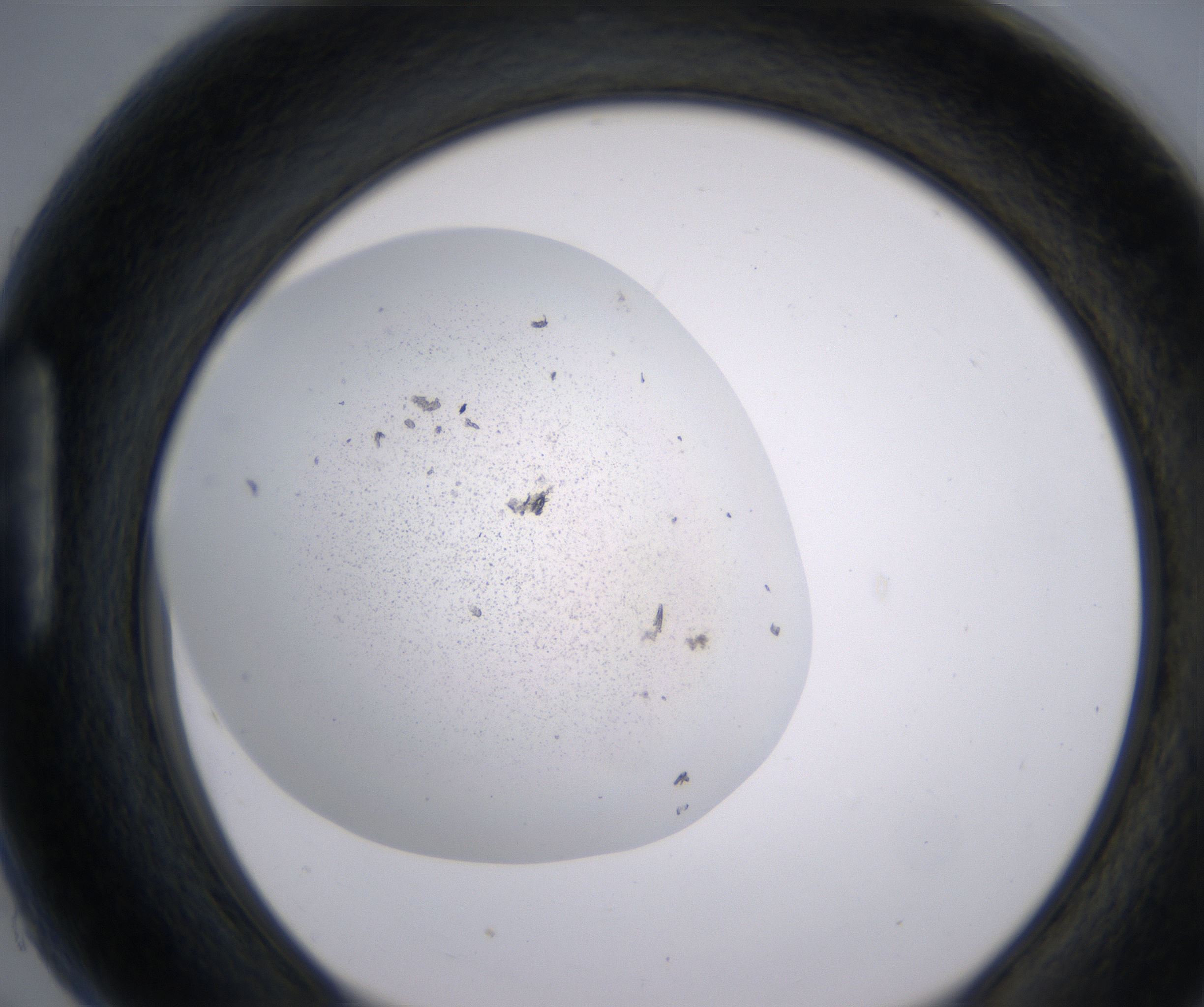 H5_HighResolution_Precipitate_1.jpg