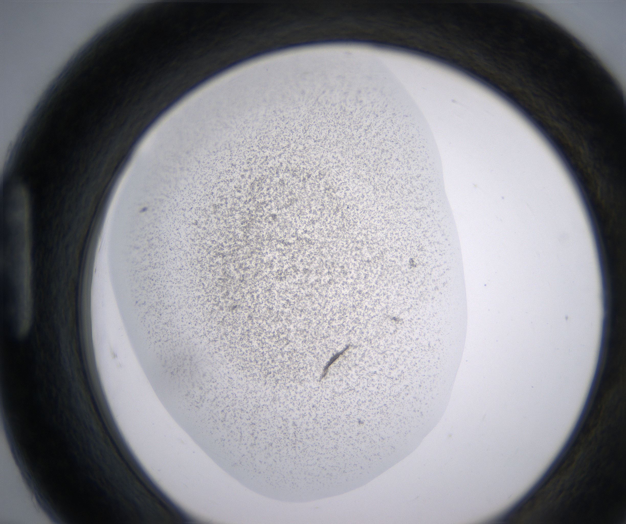 H7_HighResolution_Precipitate_1.jpg