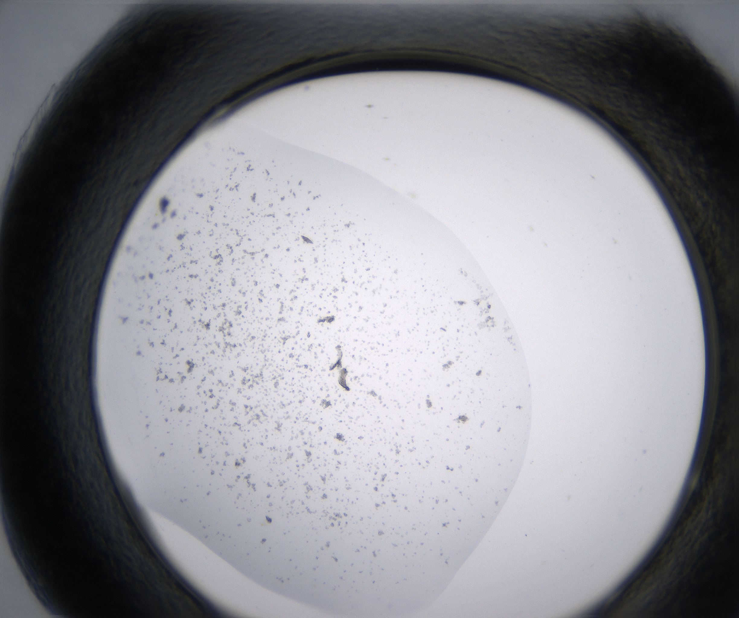 H7_HighResolution_Precipitate_2.jpg