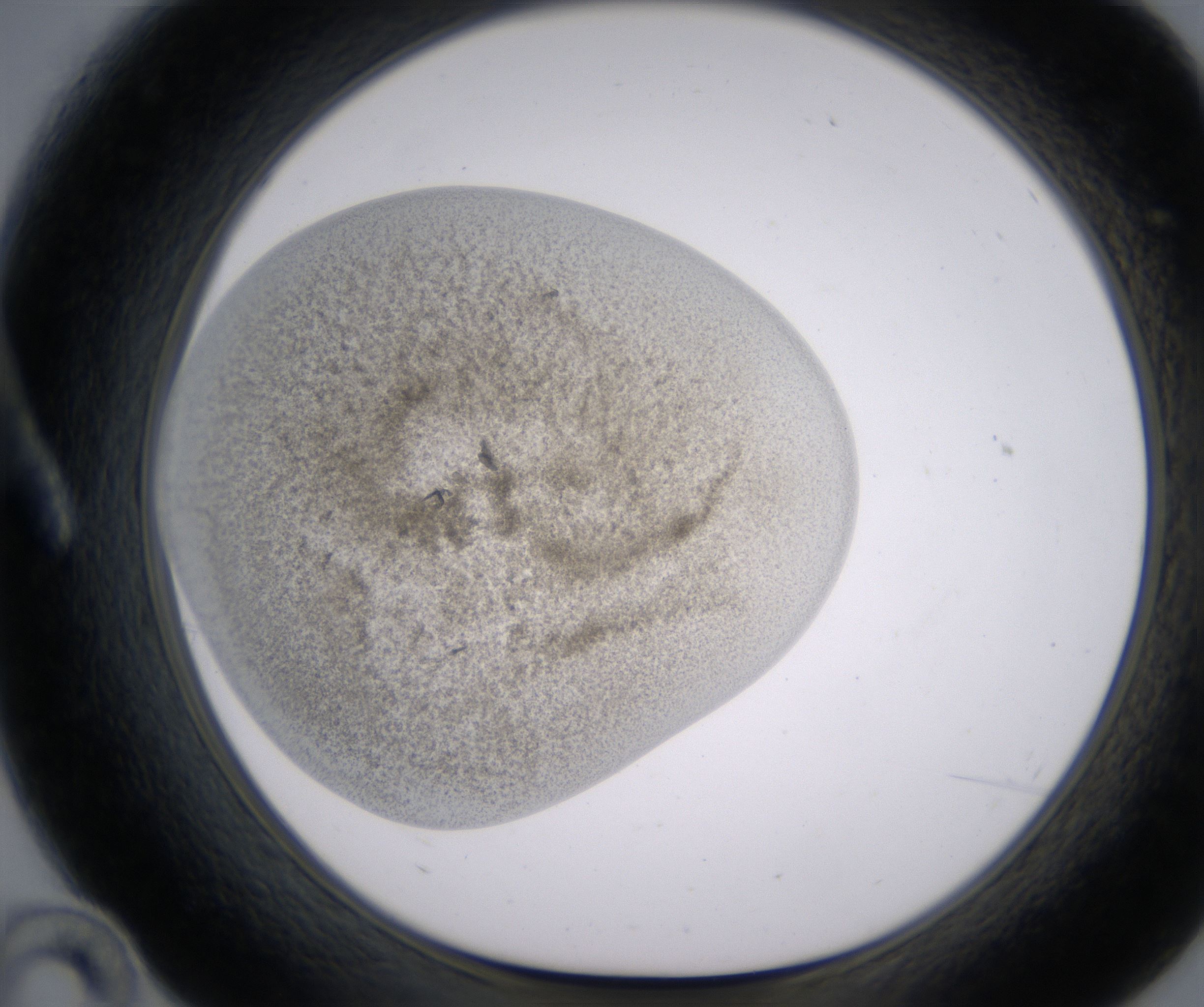 A10_HighResolution_Precipitate_1.jpg