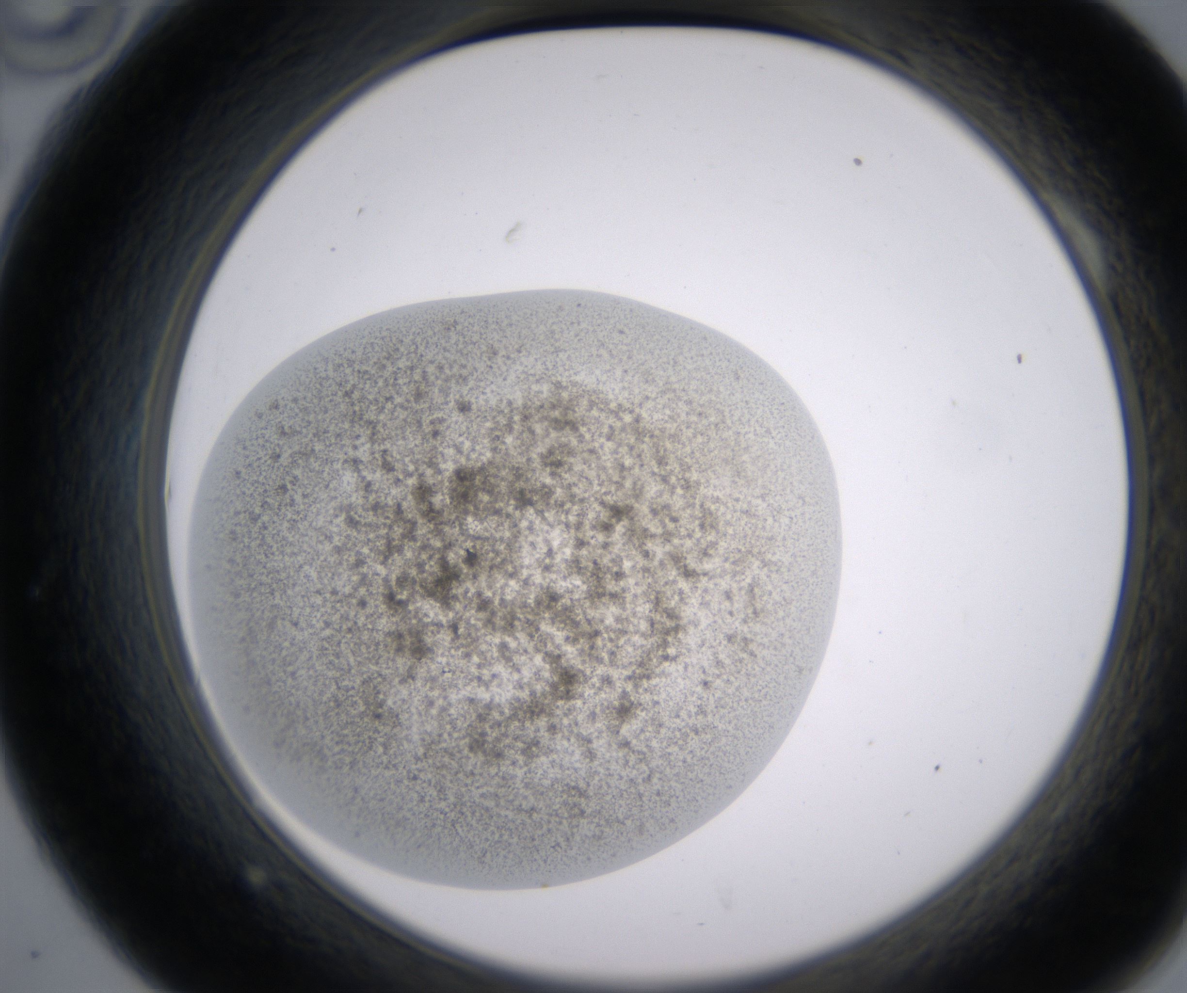 A10_HighResolution_Precipitate_2.jpg