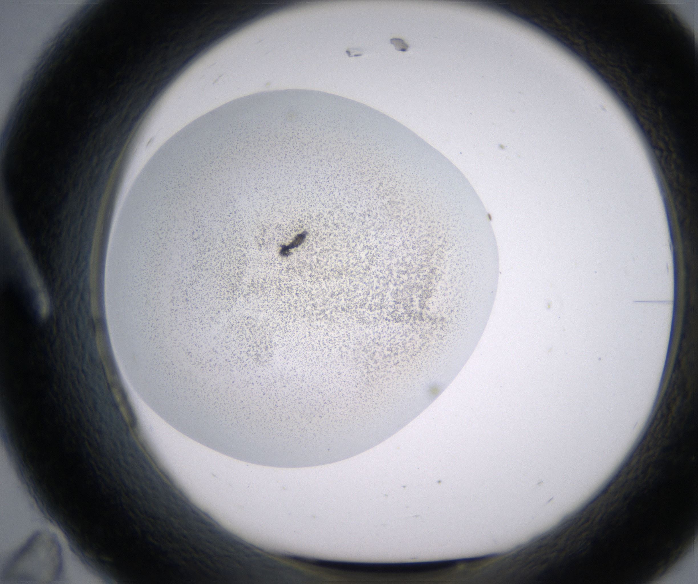 A11_HighResolution_Precipitate_1.jpg