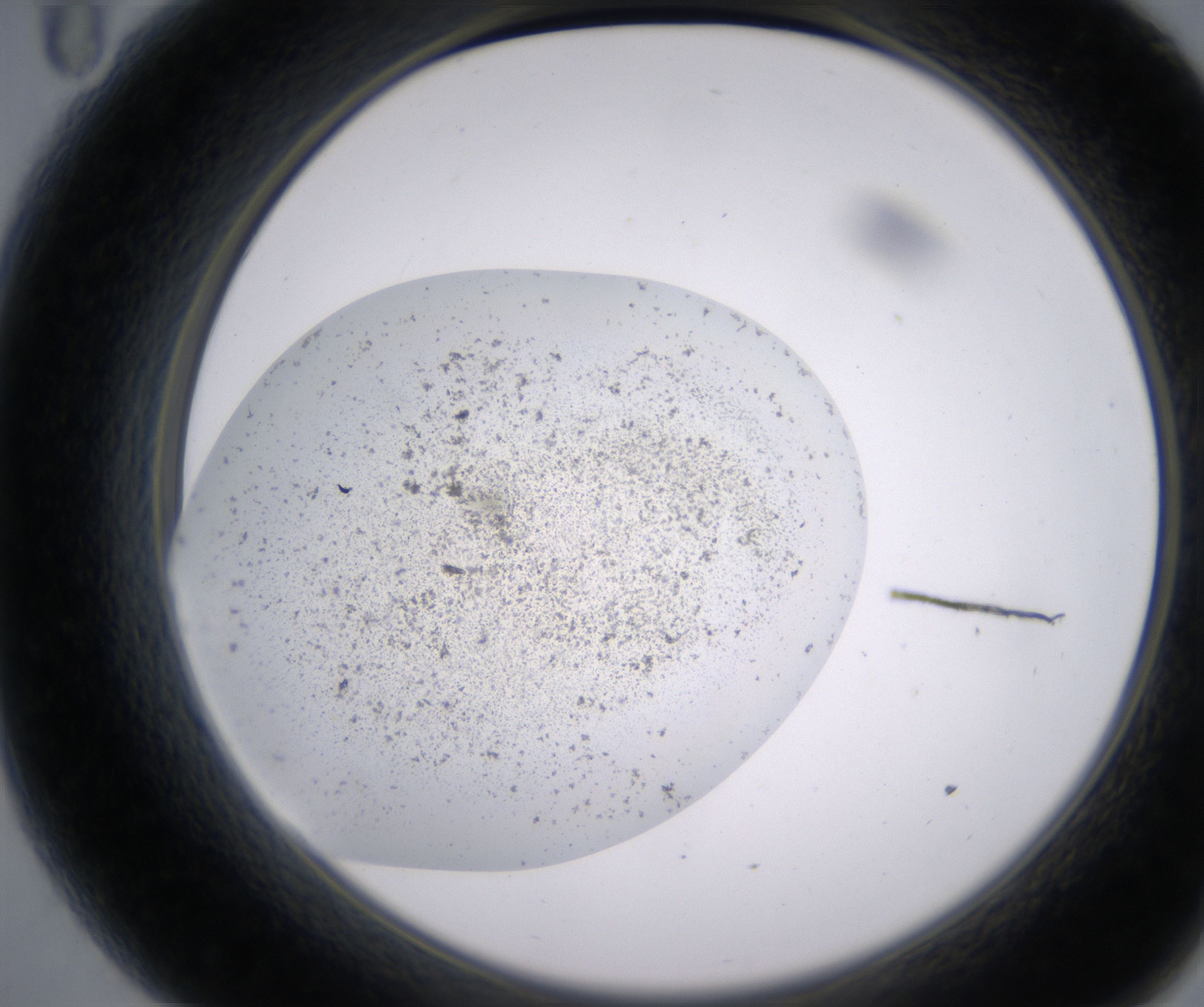 A11_HighResolution_Precipitate_2.jpg