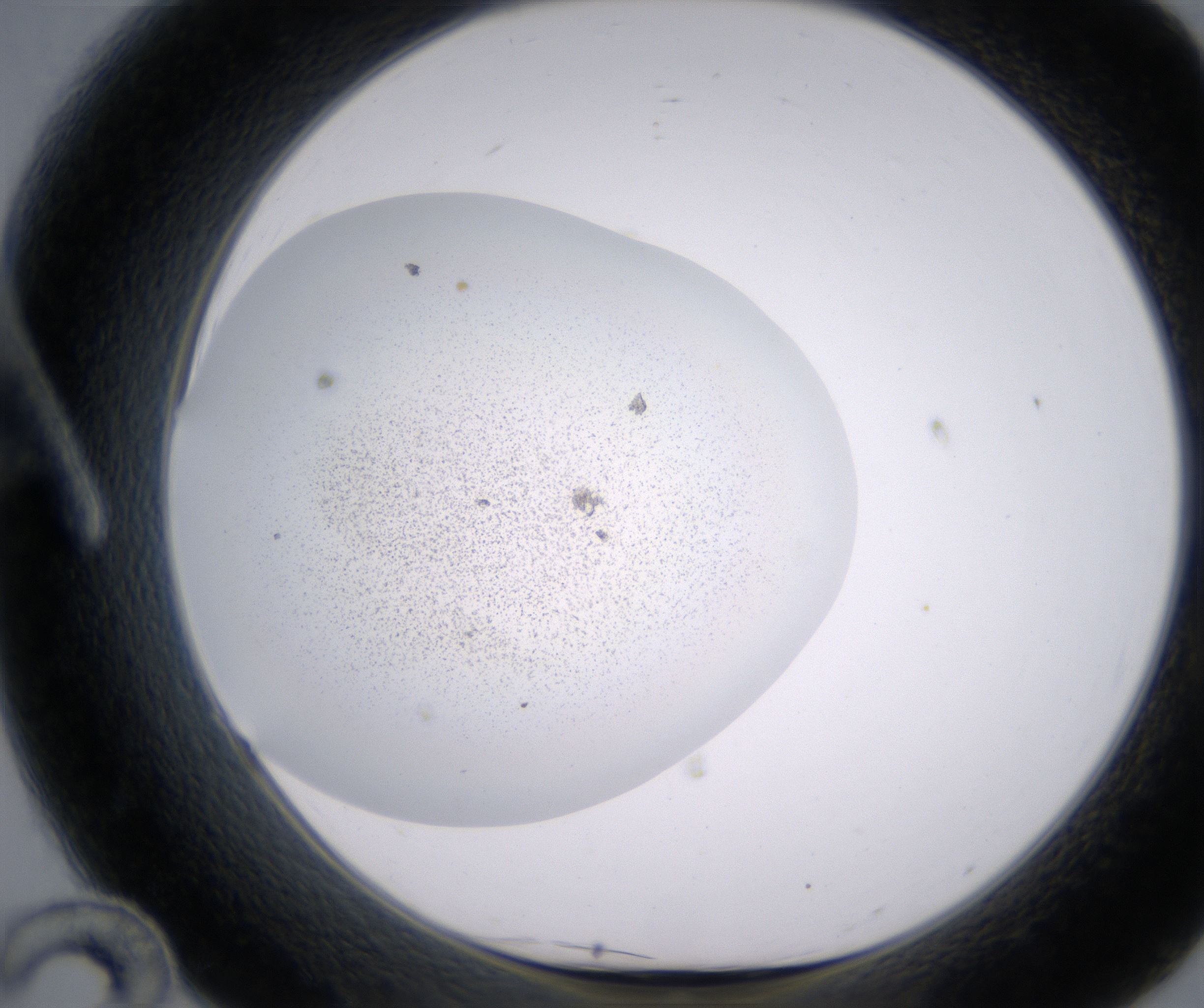 A12_HighResolution_Precipitate_1.jpg