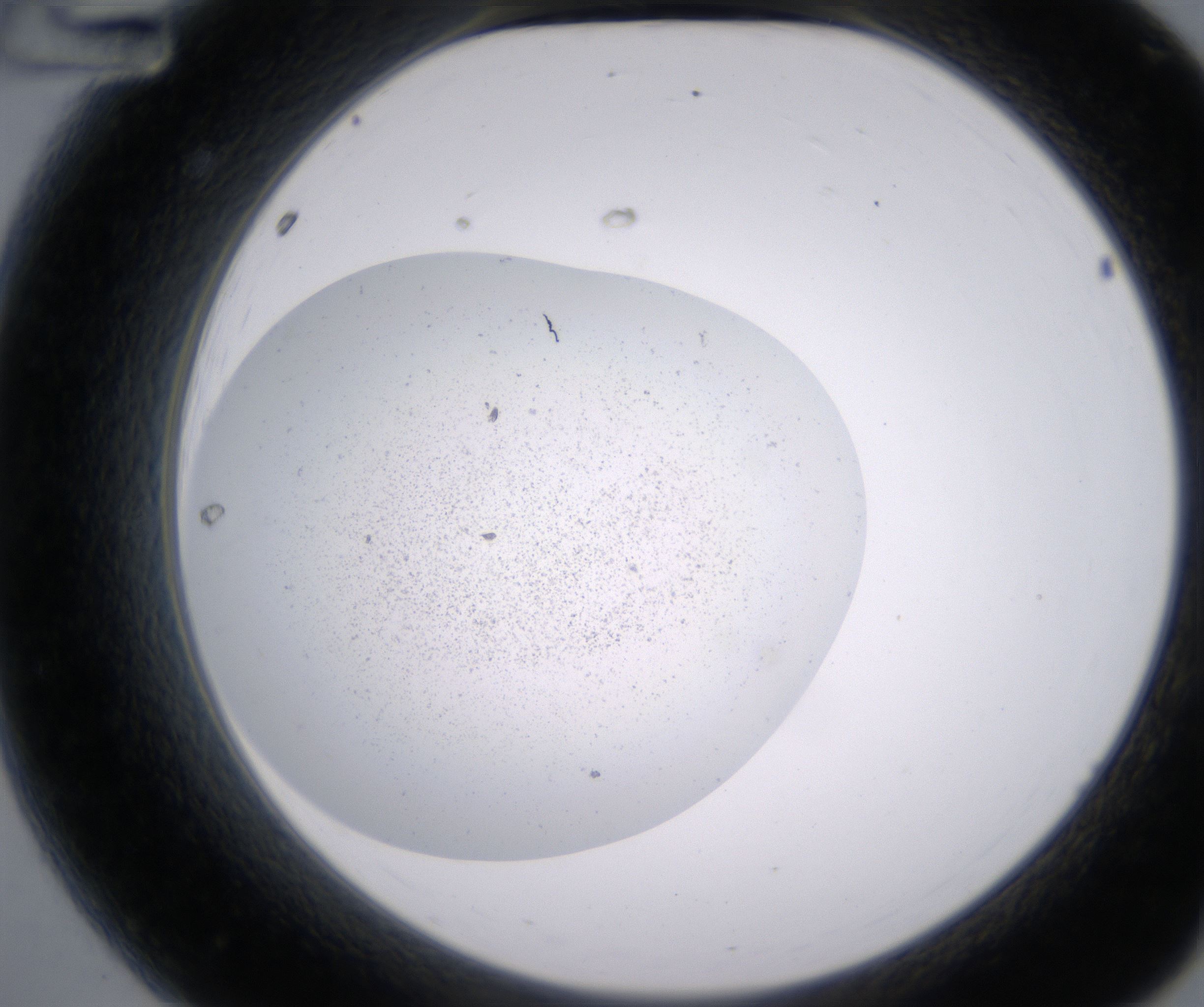A12_HighResolution_Precipitate_2.jpg