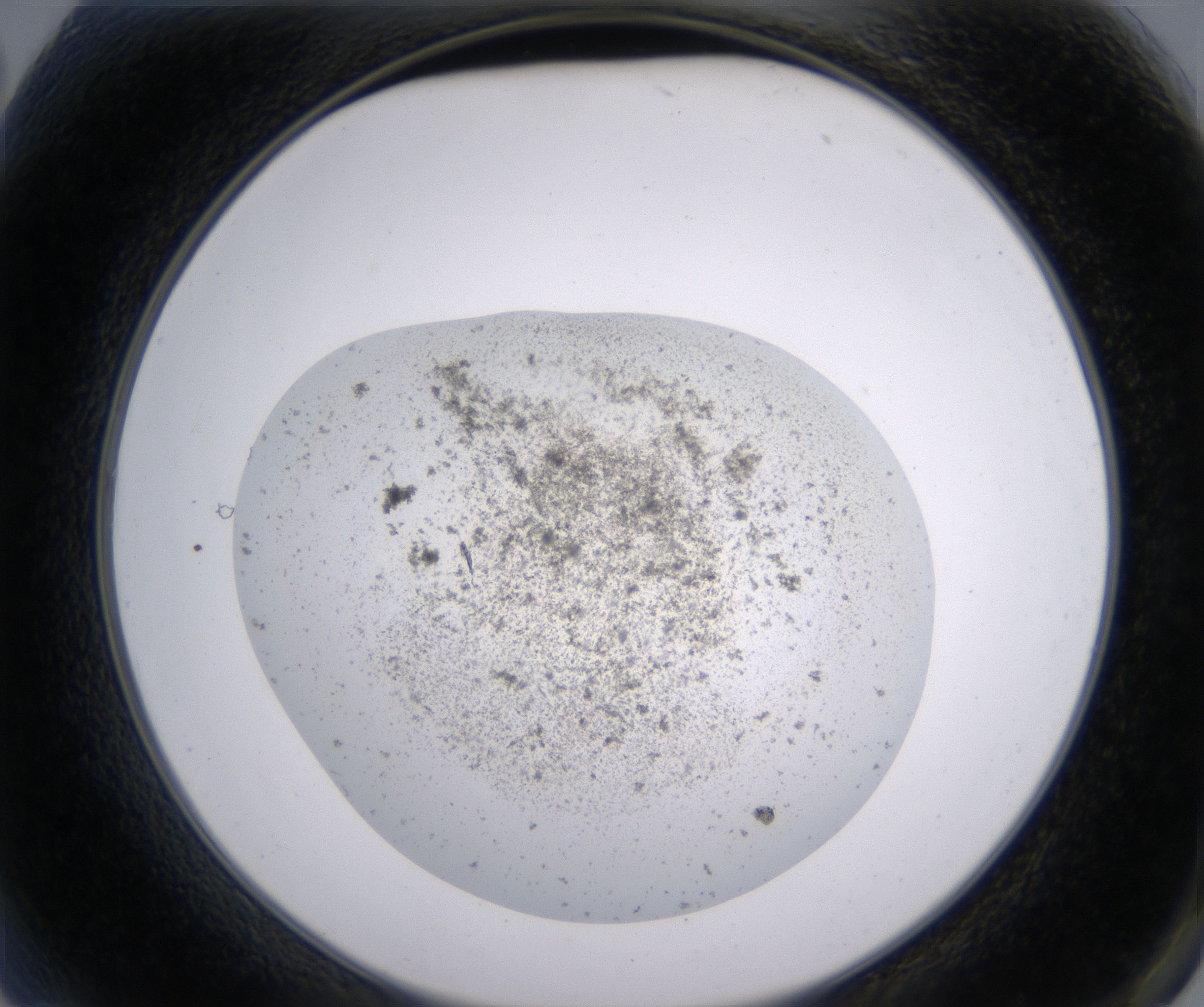 A2_HighResolution_Precipitate_2.jpg