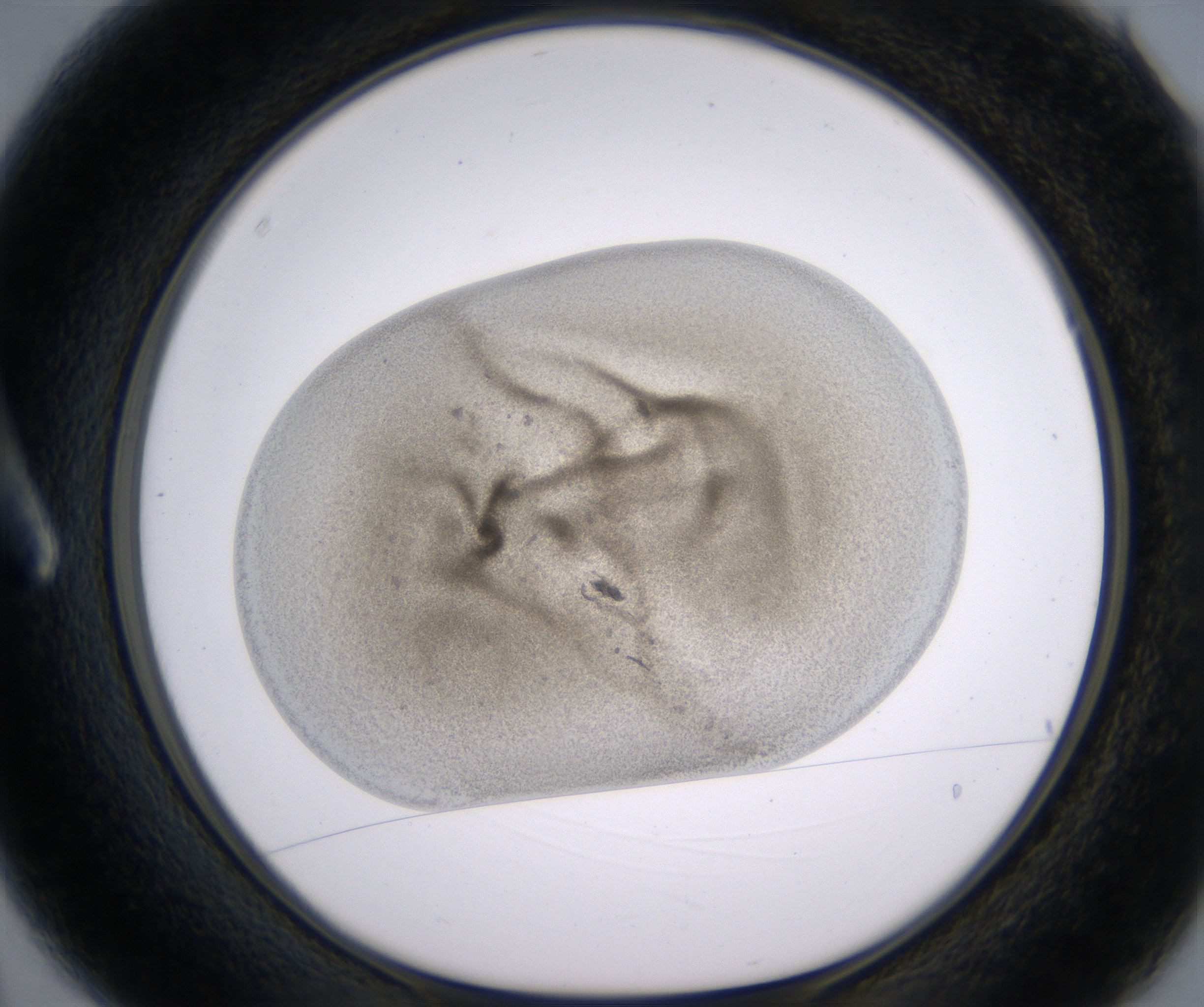 A3_HighResolution_Precipitate_1.jpg
