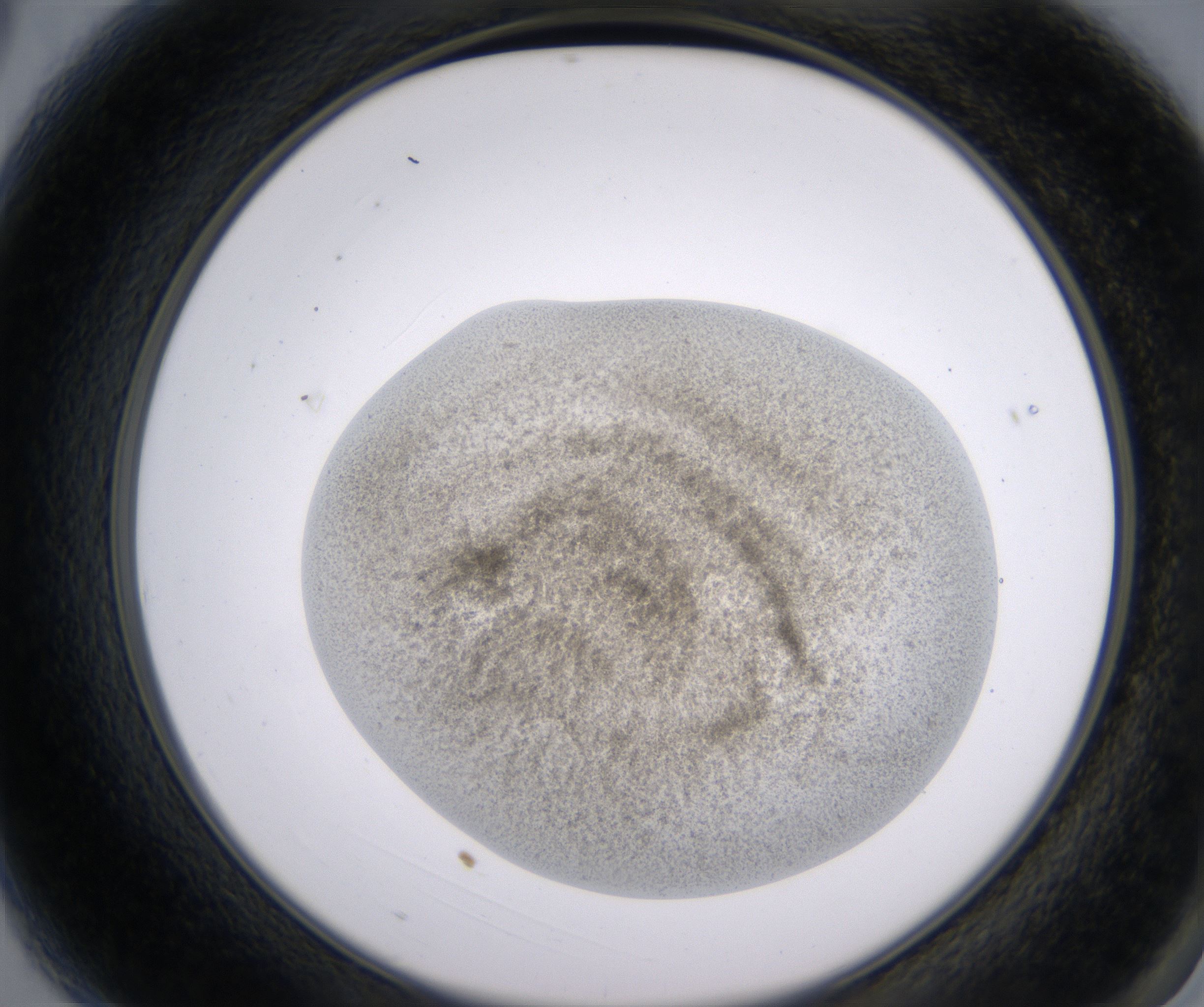 A3_HighResolution_Precipitate_2.jpg