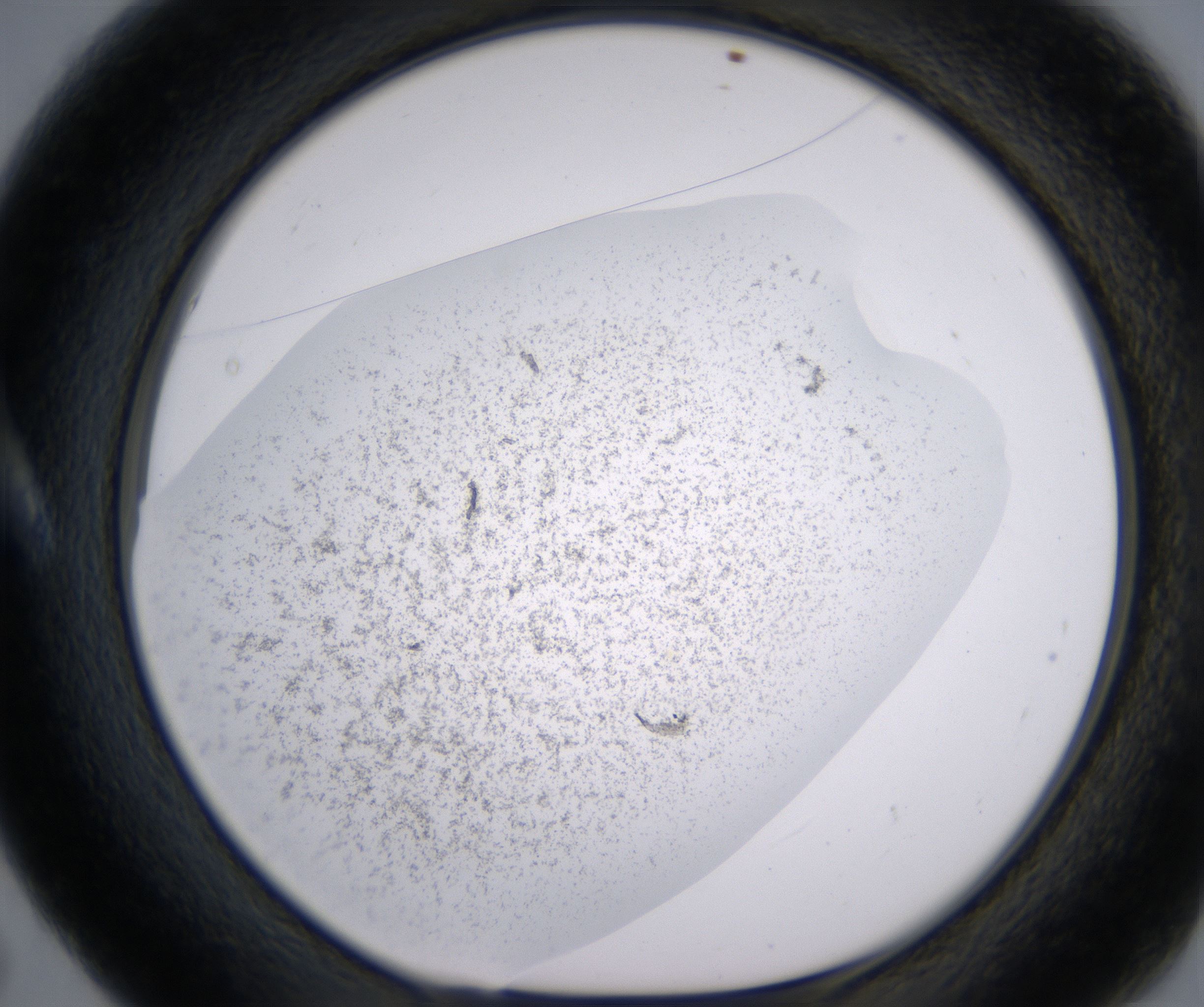 A5_HighResolution_Precipitate_1.jpg