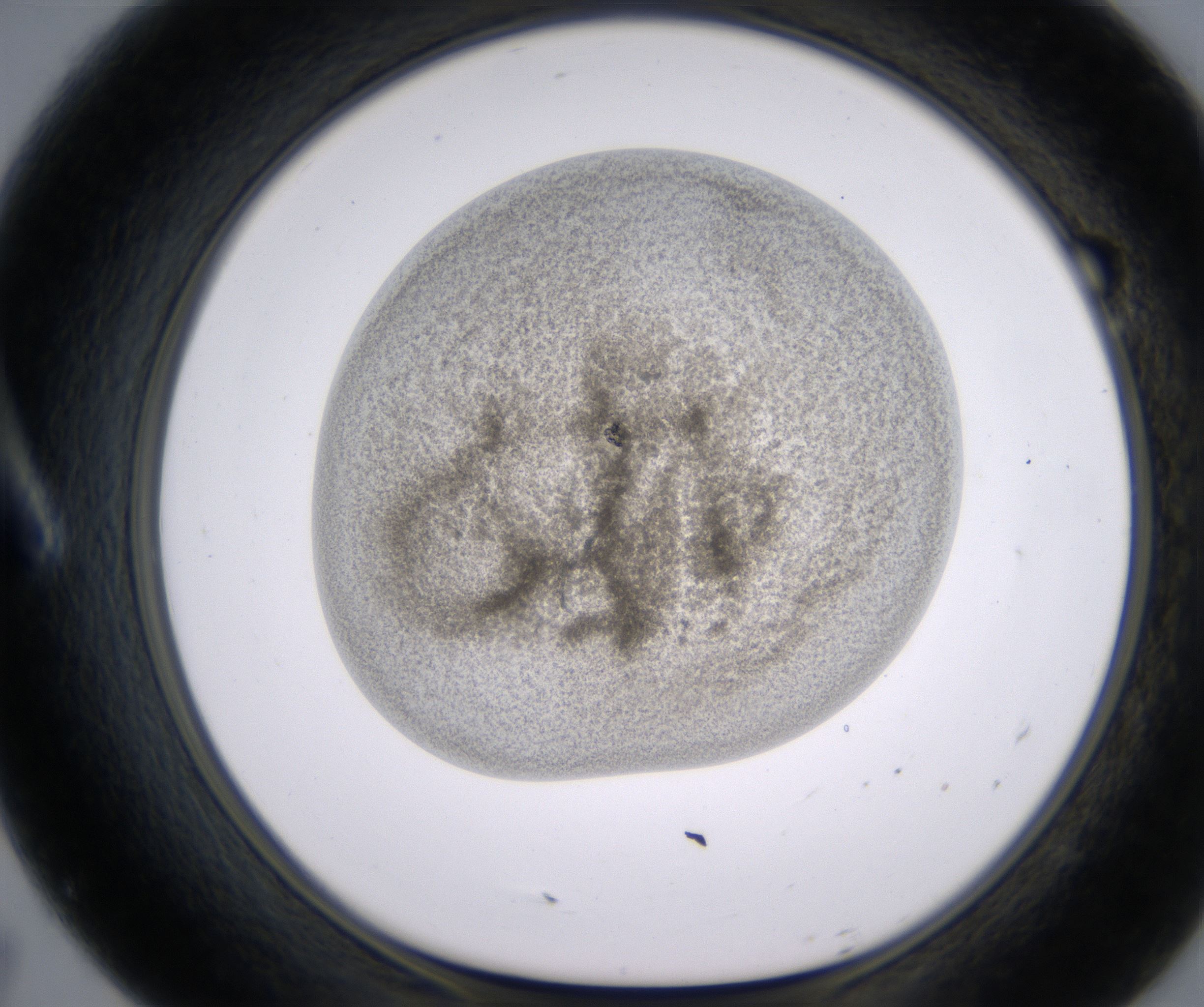 A7_HighResolution_Precipitate_1.jpg