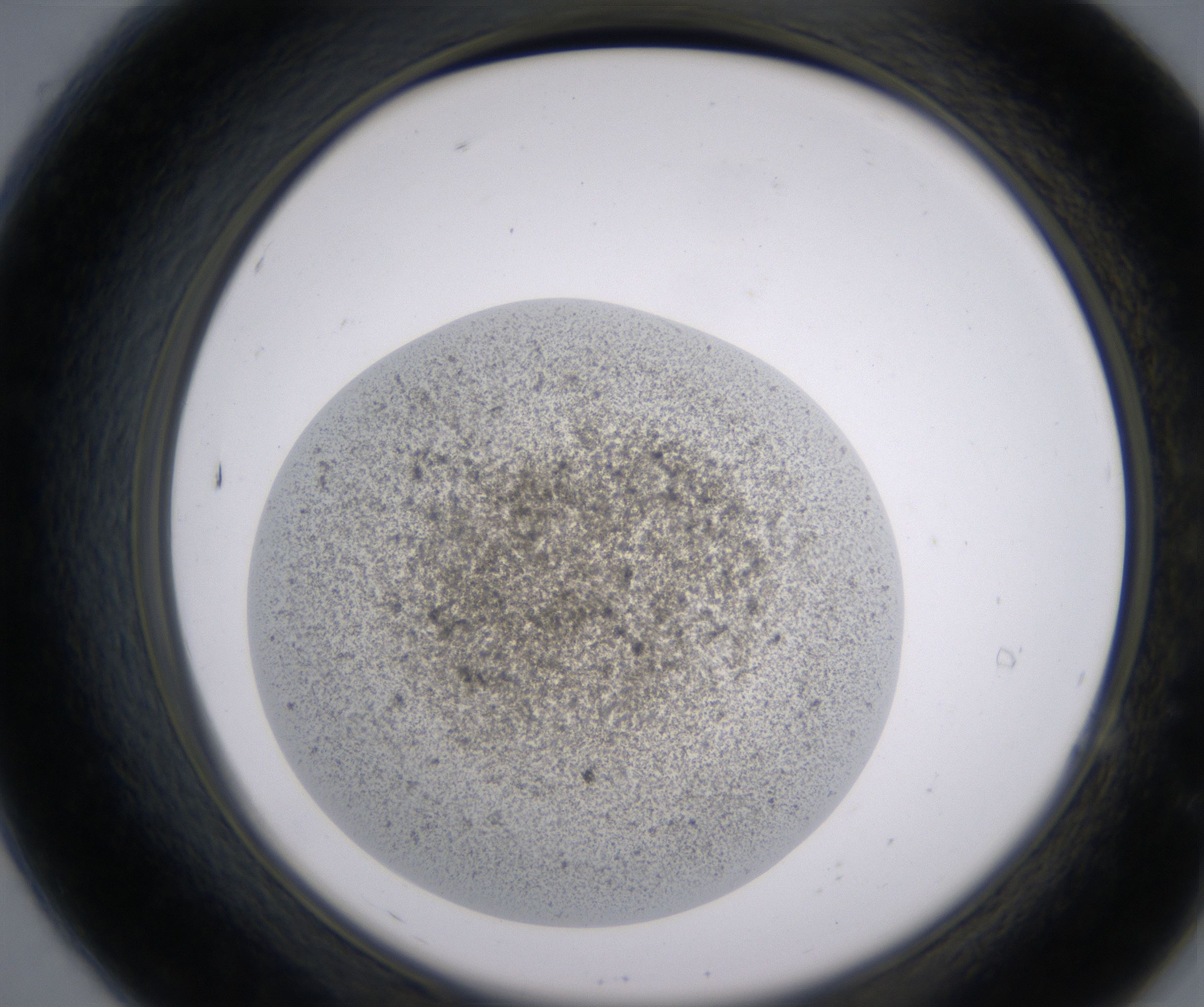A7_HighResolution_Precipitate_2.jpg