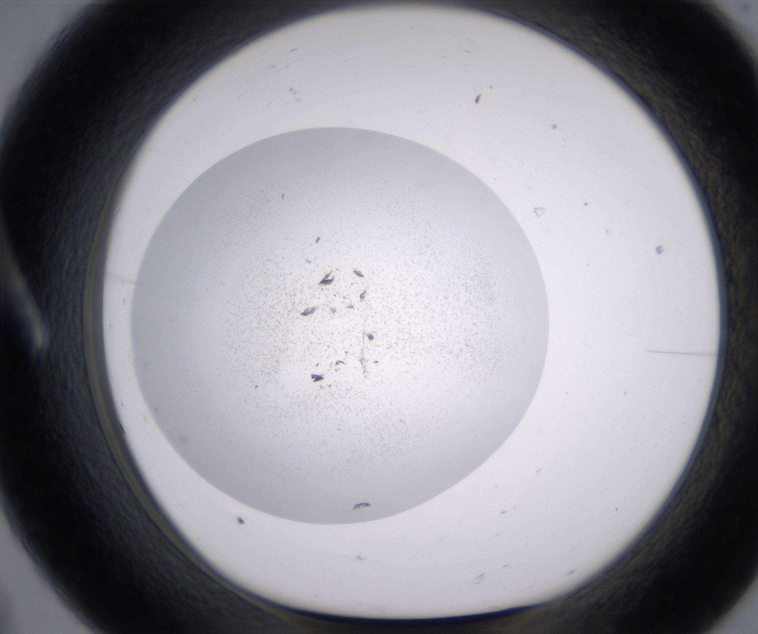 A8_HighResolution_Precipitate_1.jpg
