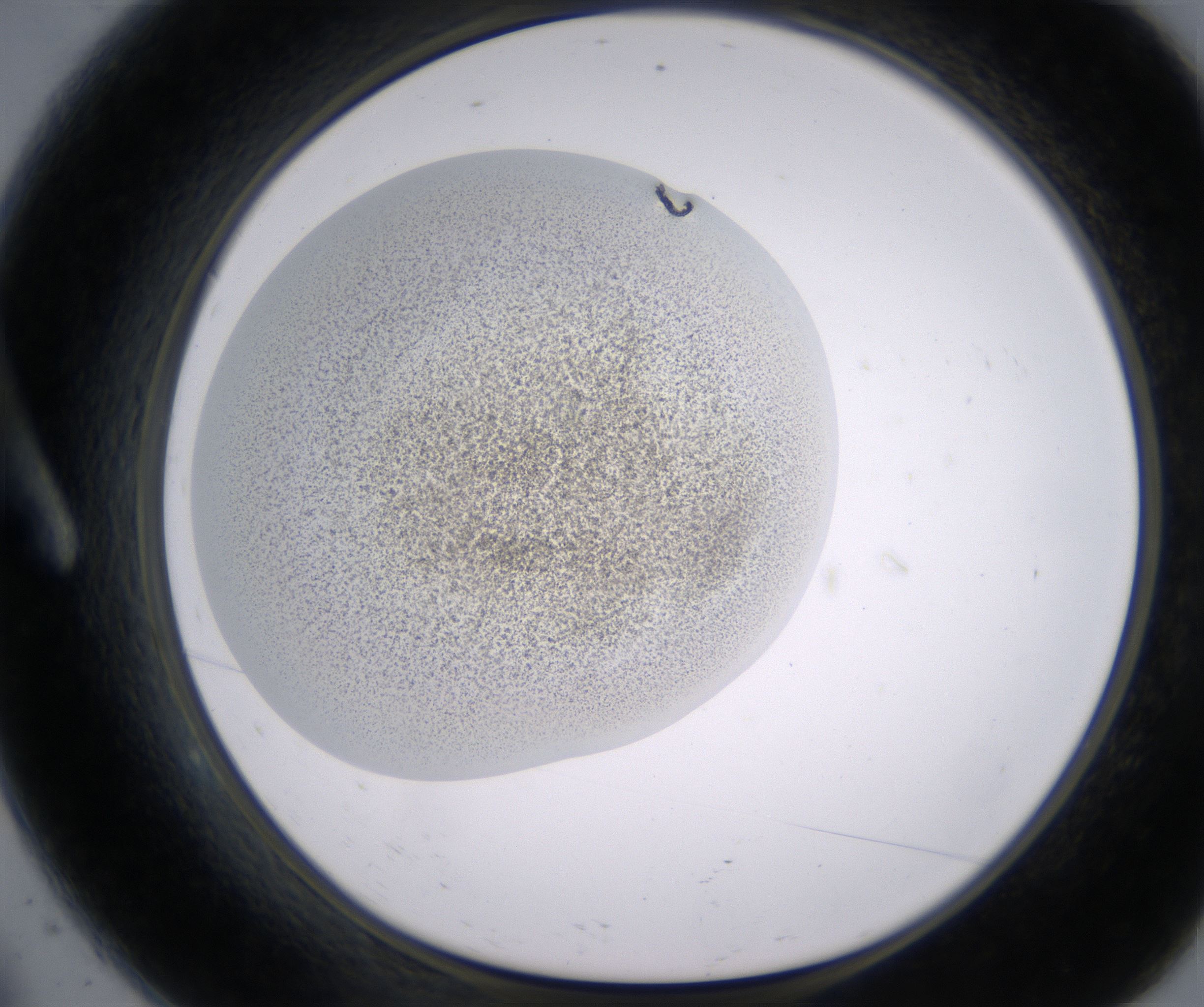 A9_HighResolution_Precipitate_1.jpg