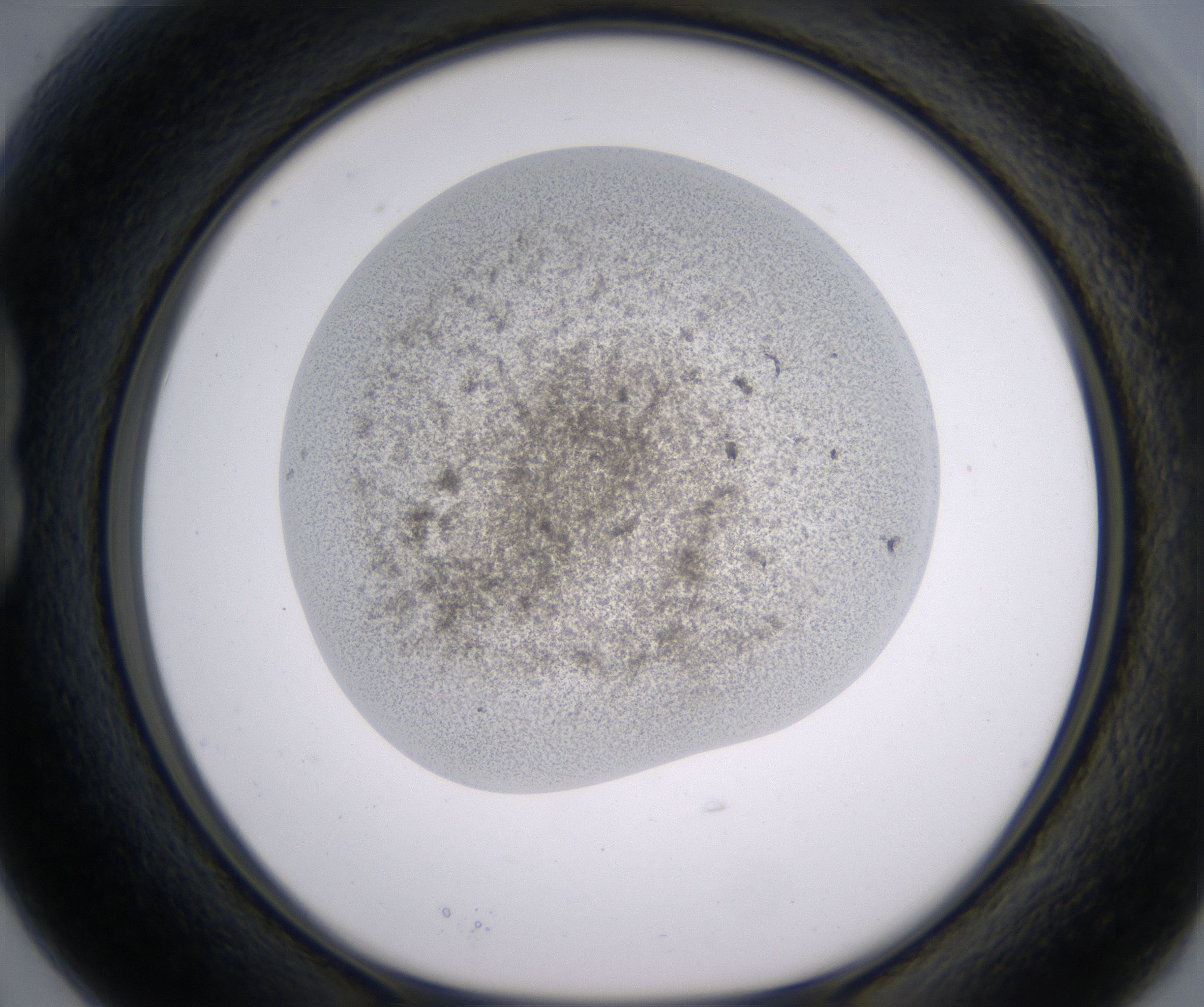 B3_HighResolution_Precipitate_1.jpg