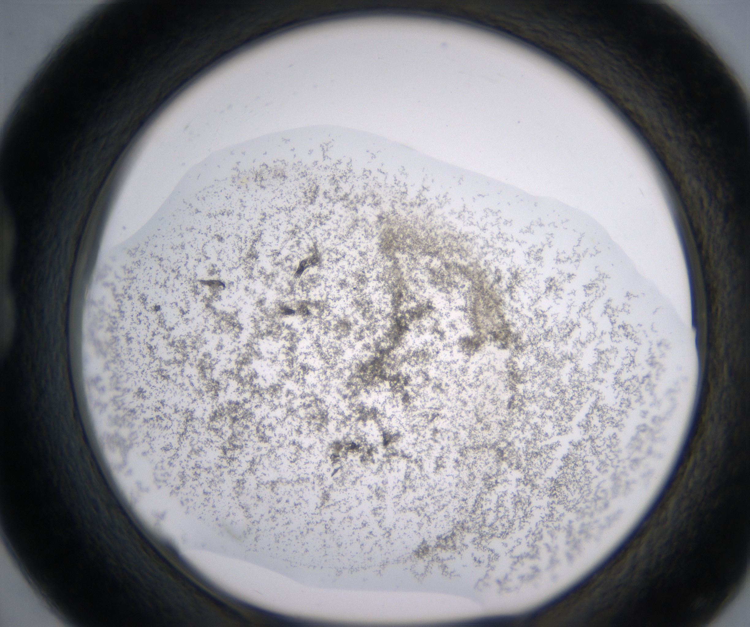 B4_HighResolution_Precipitate_1.jpg