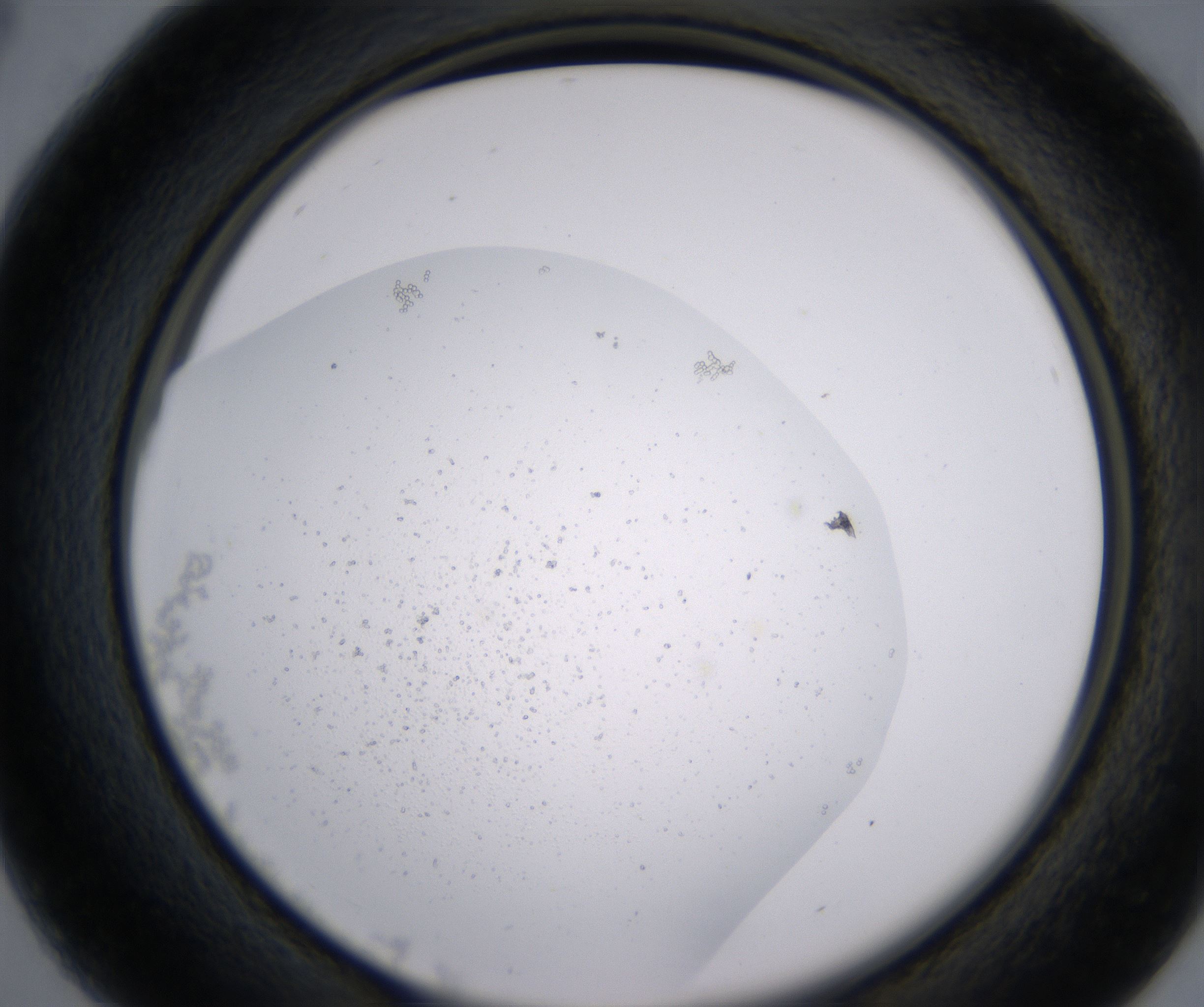 B4_HighResolution_Precipitate_2.jpg