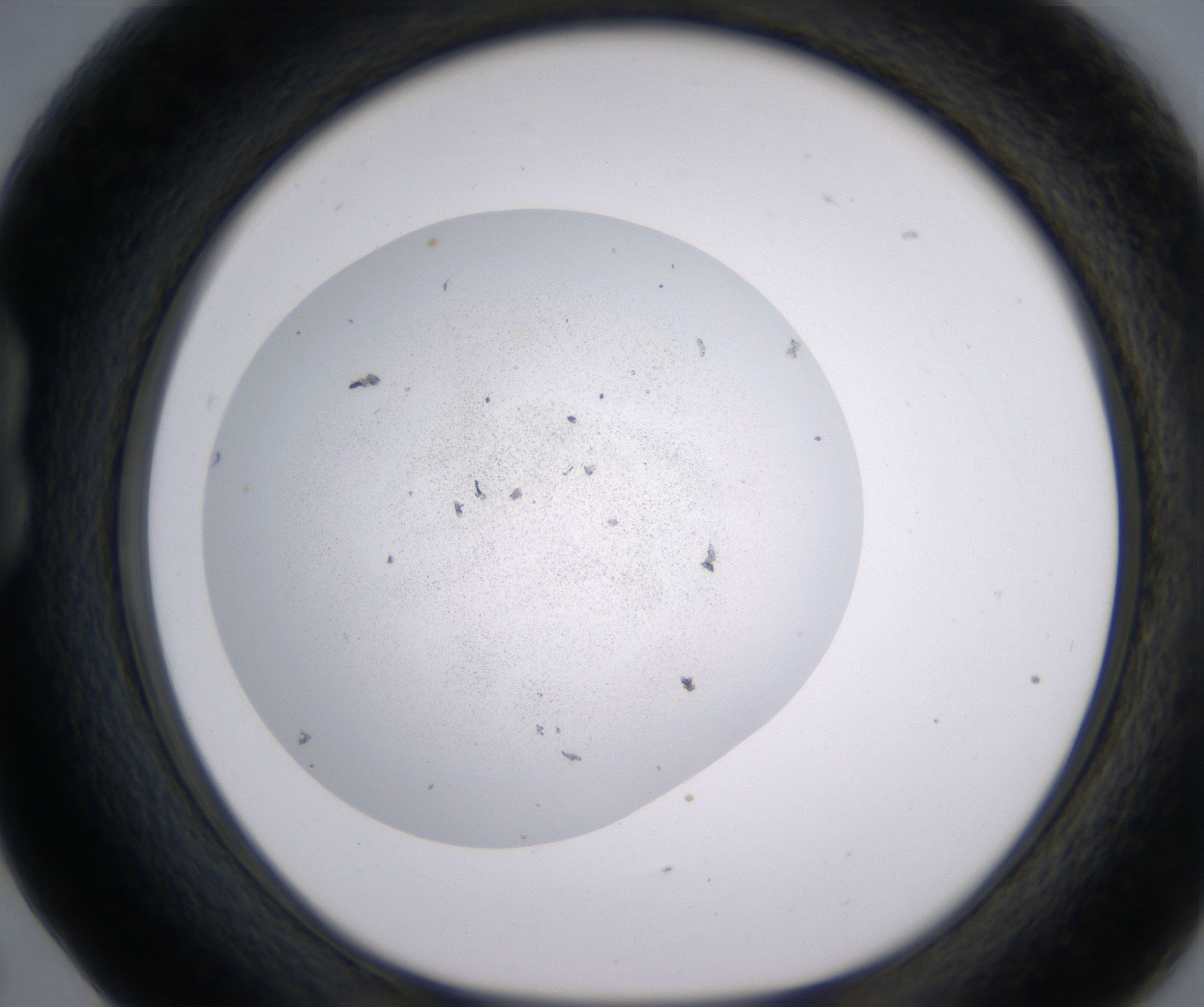 B5_HighResolution_Precipitate_1.jpg