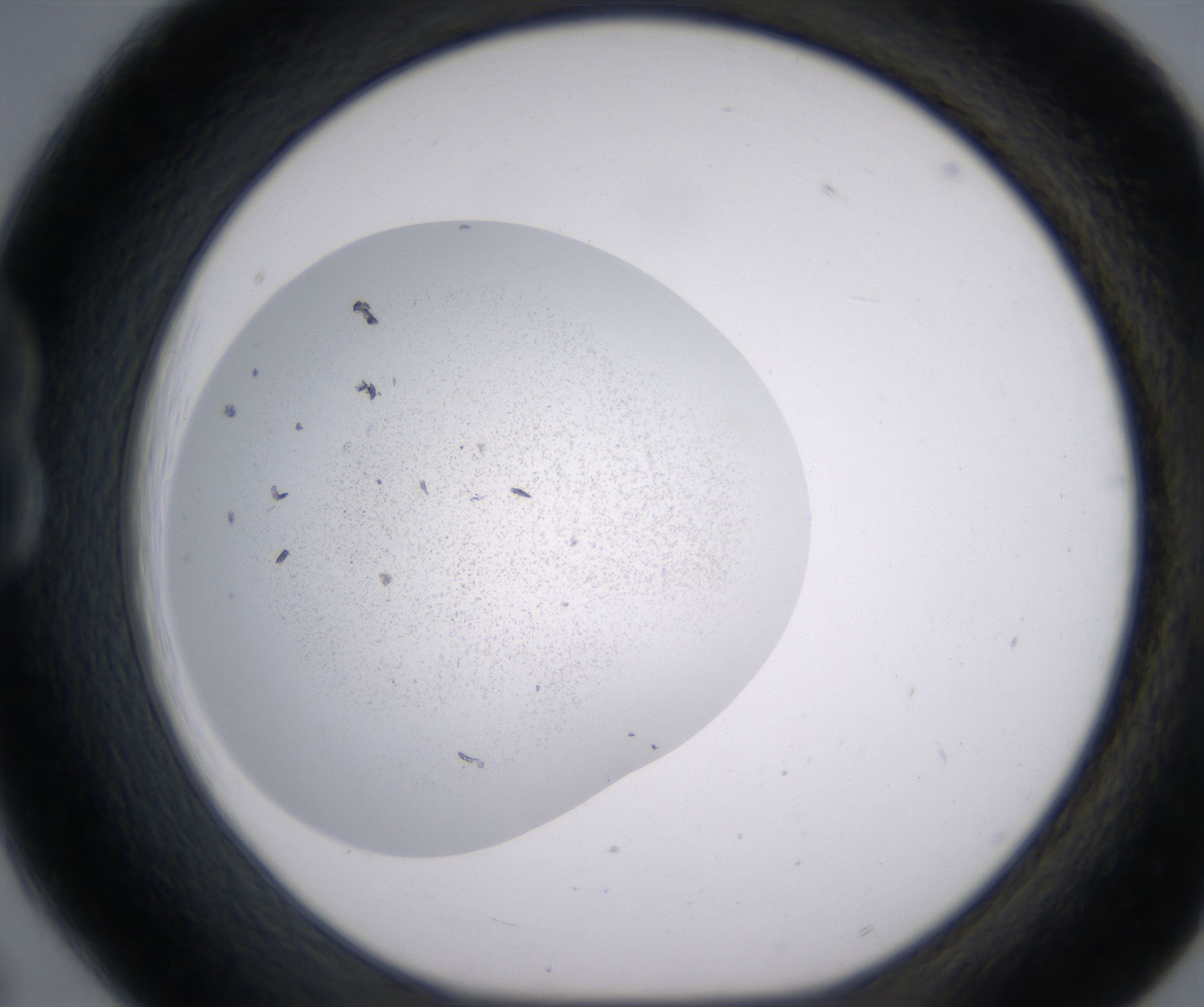 B6_HighResolution_Precipitate_1.jpg