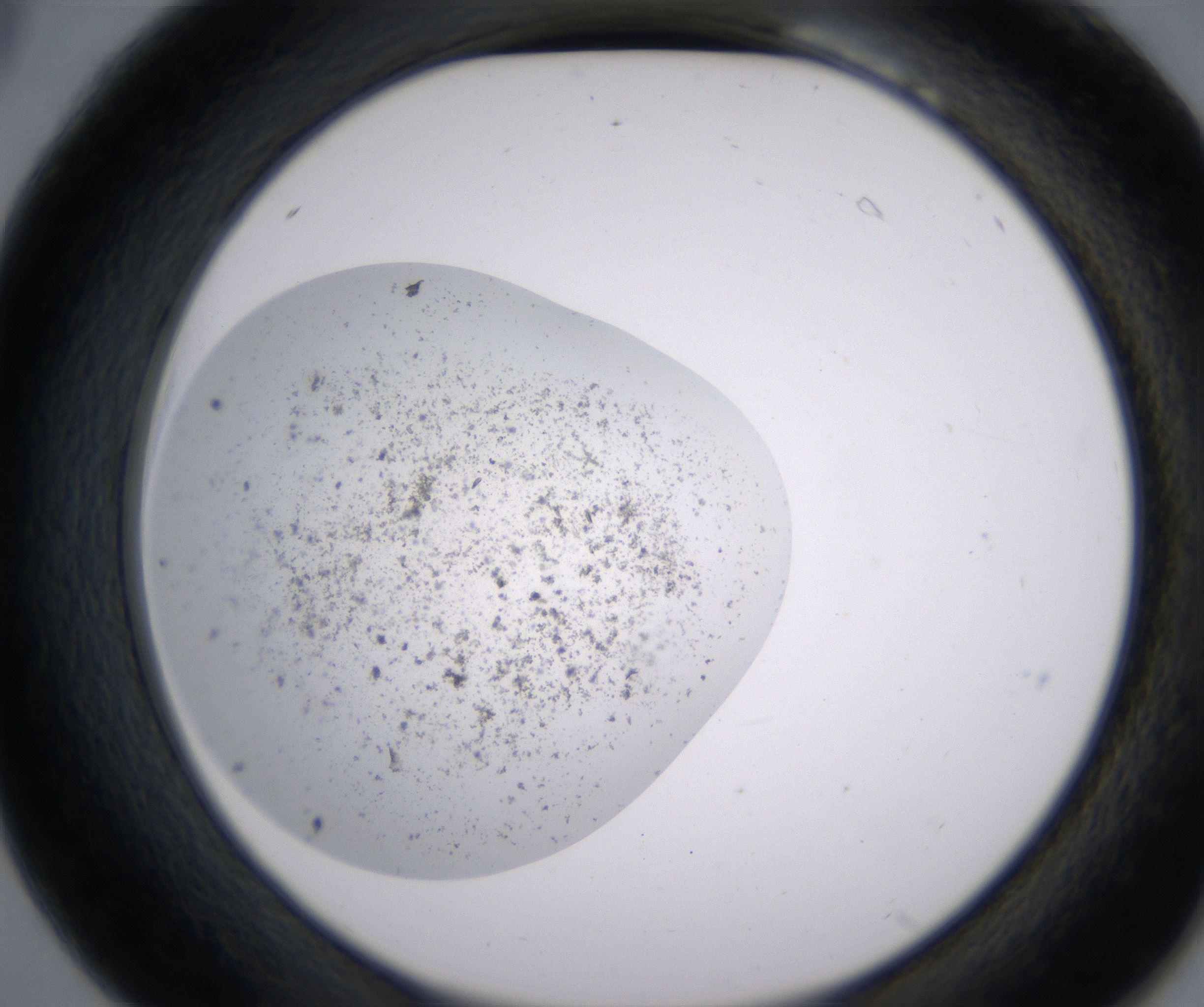 B6_HighResolution_Precipitate_2.jpg