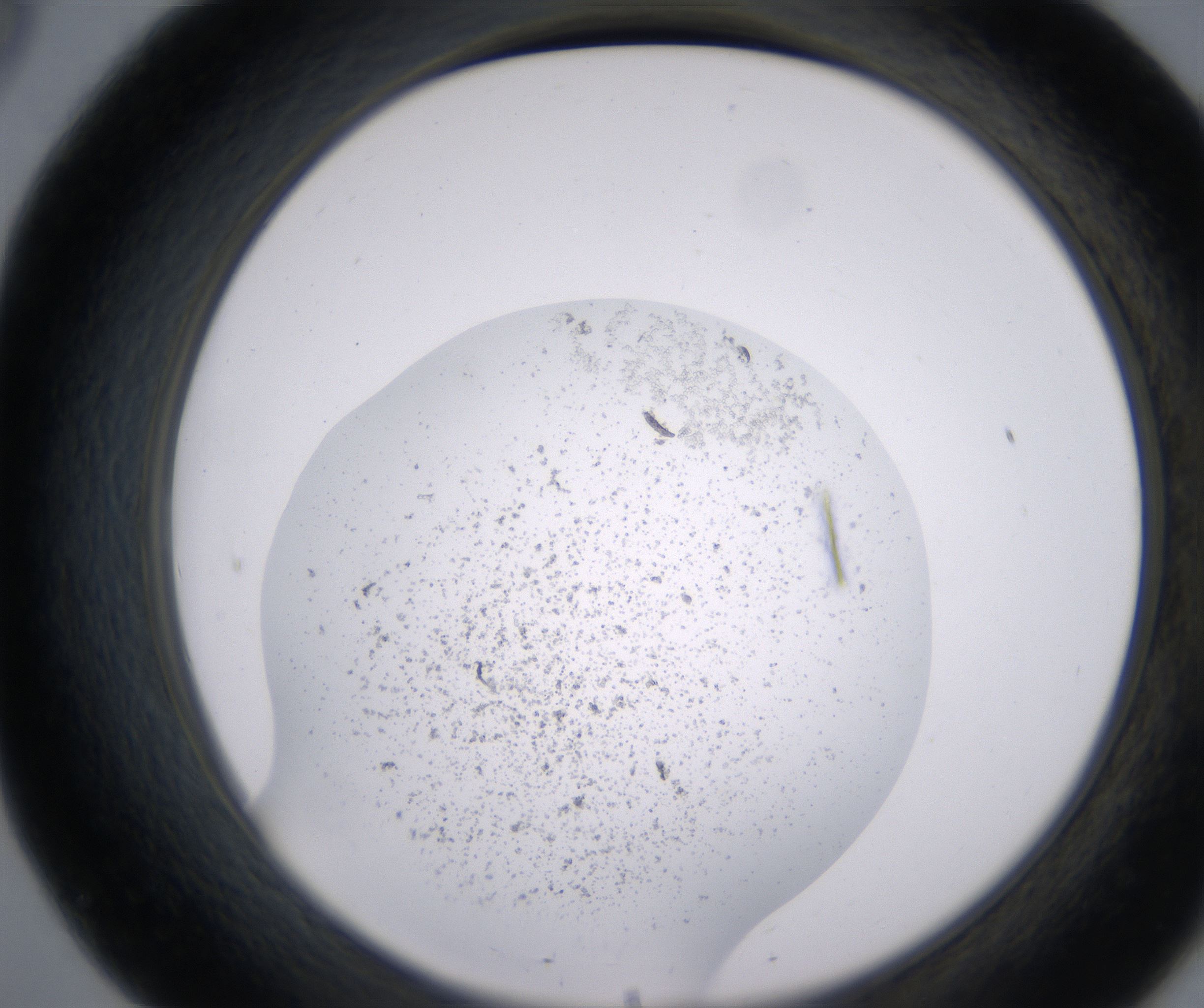 B8_HighResolution_Precipitate_2.jpg