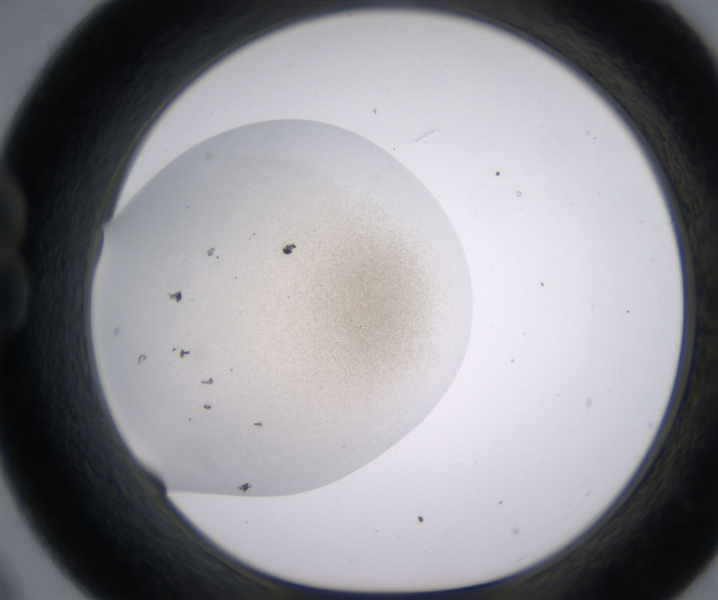 B9_HighResolution_Precipitate_1.jpg