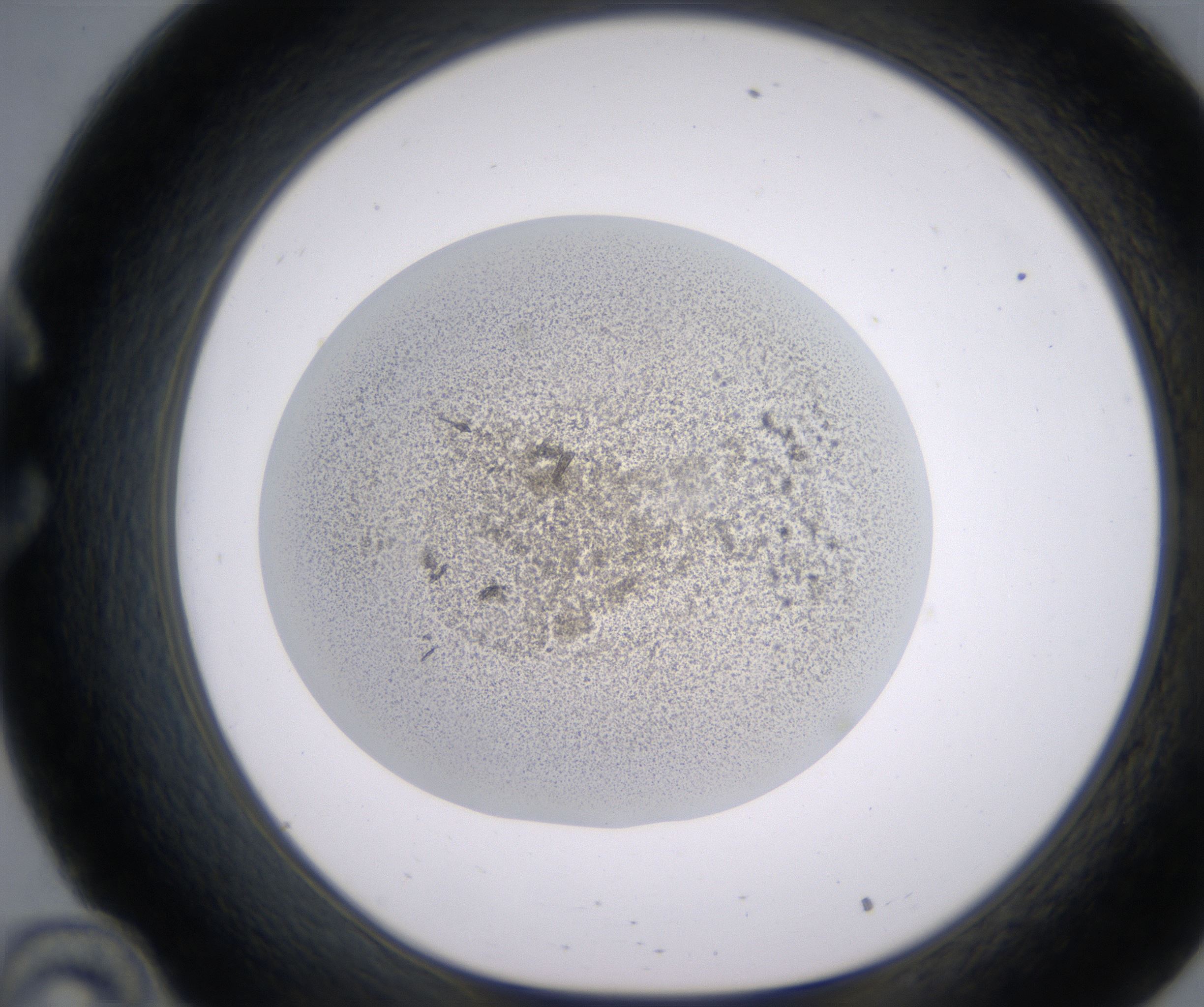 C10_HighResolution_Precipitate_1.jpg