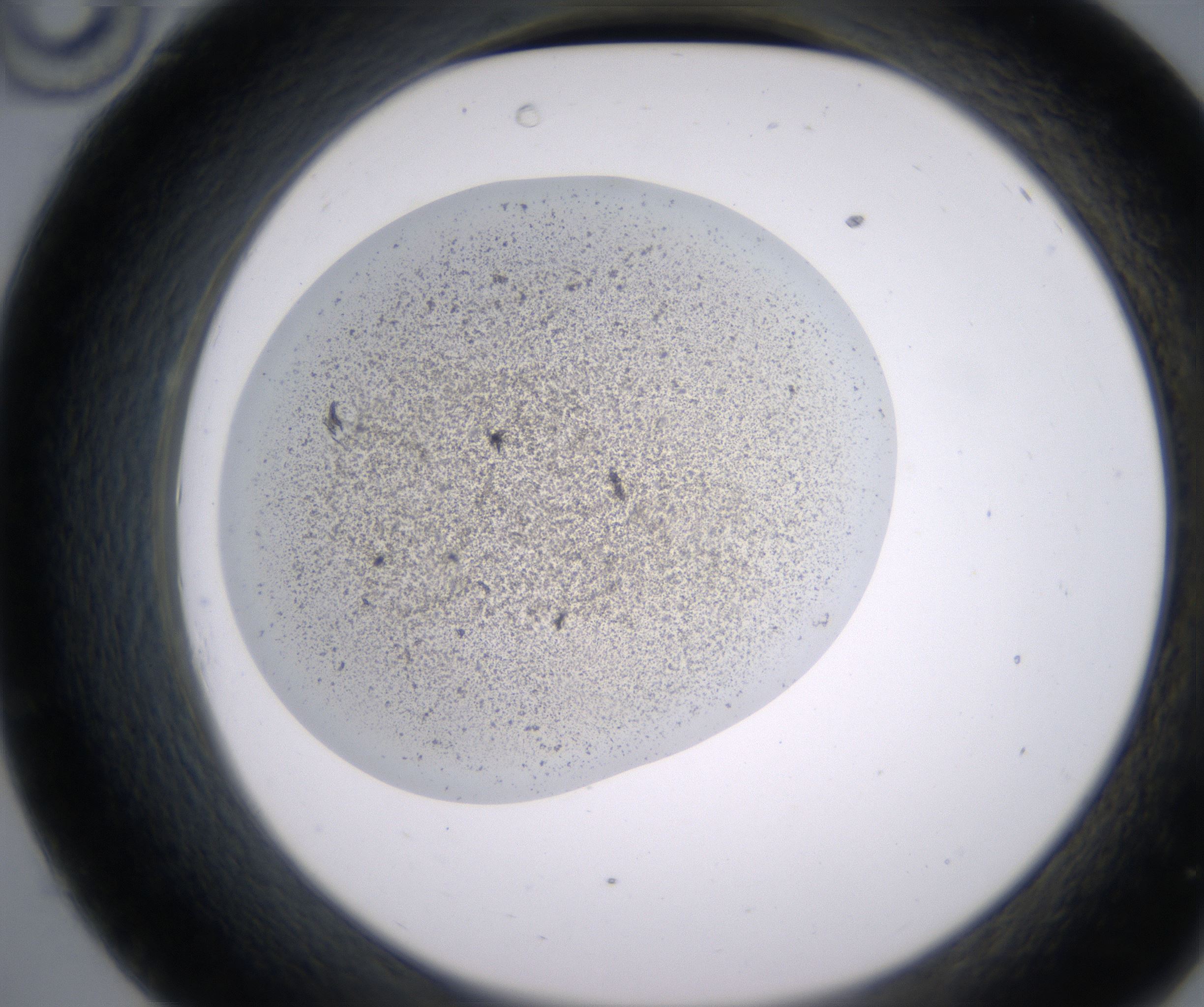 C10_HighResolution_Precipitate_2.jpg