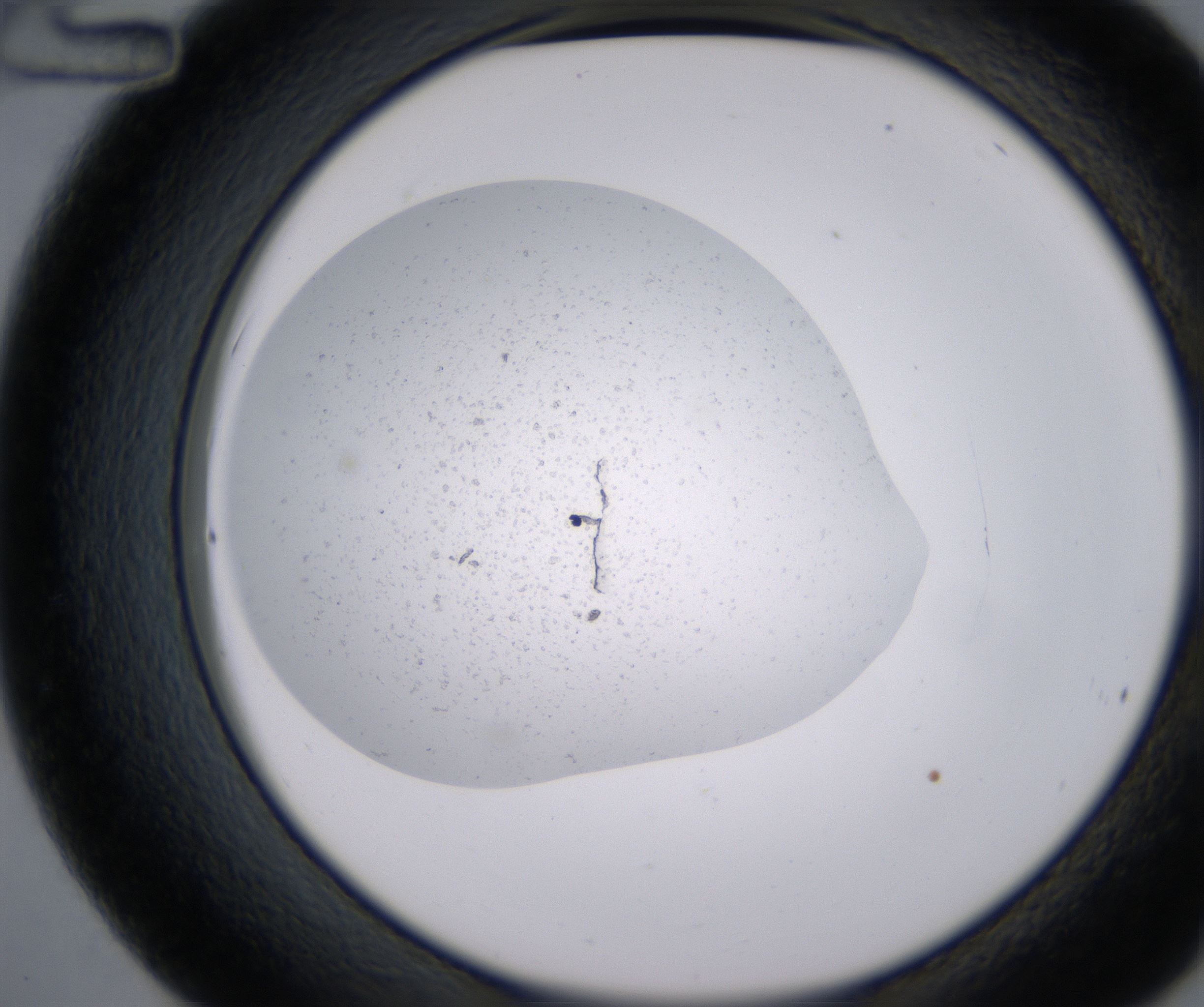 C12_HighResolution_Precipitate_2.jpg