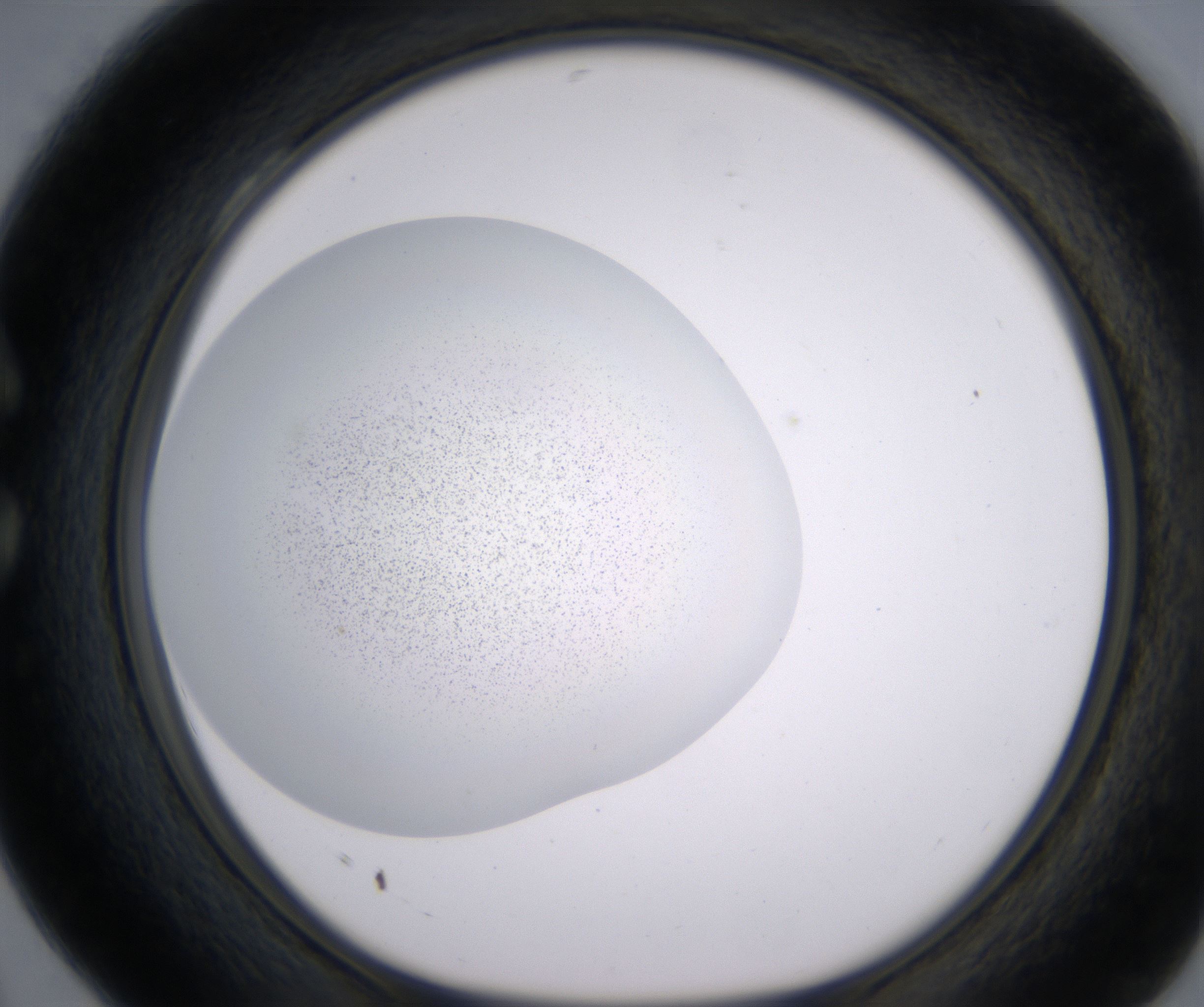 C4_HighResolution_Precipitate_1.jpg