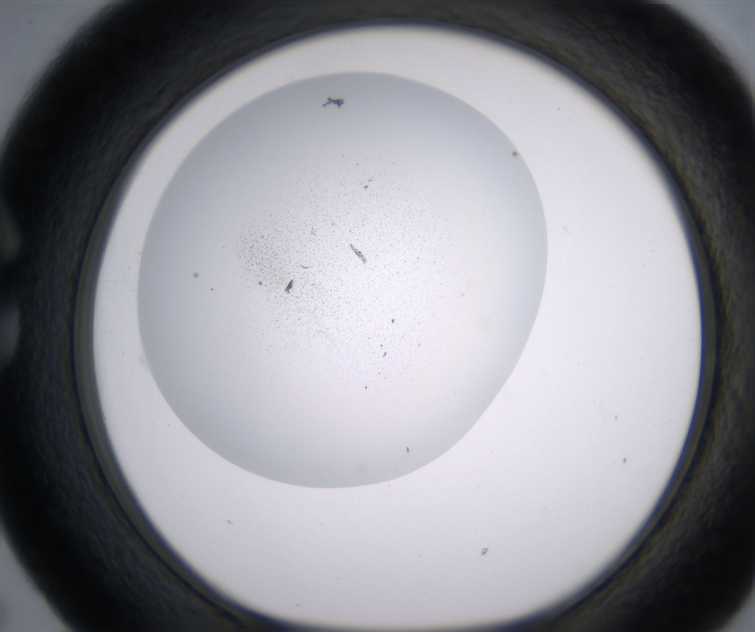C5_HighResolution_Precipitate_1.jpg