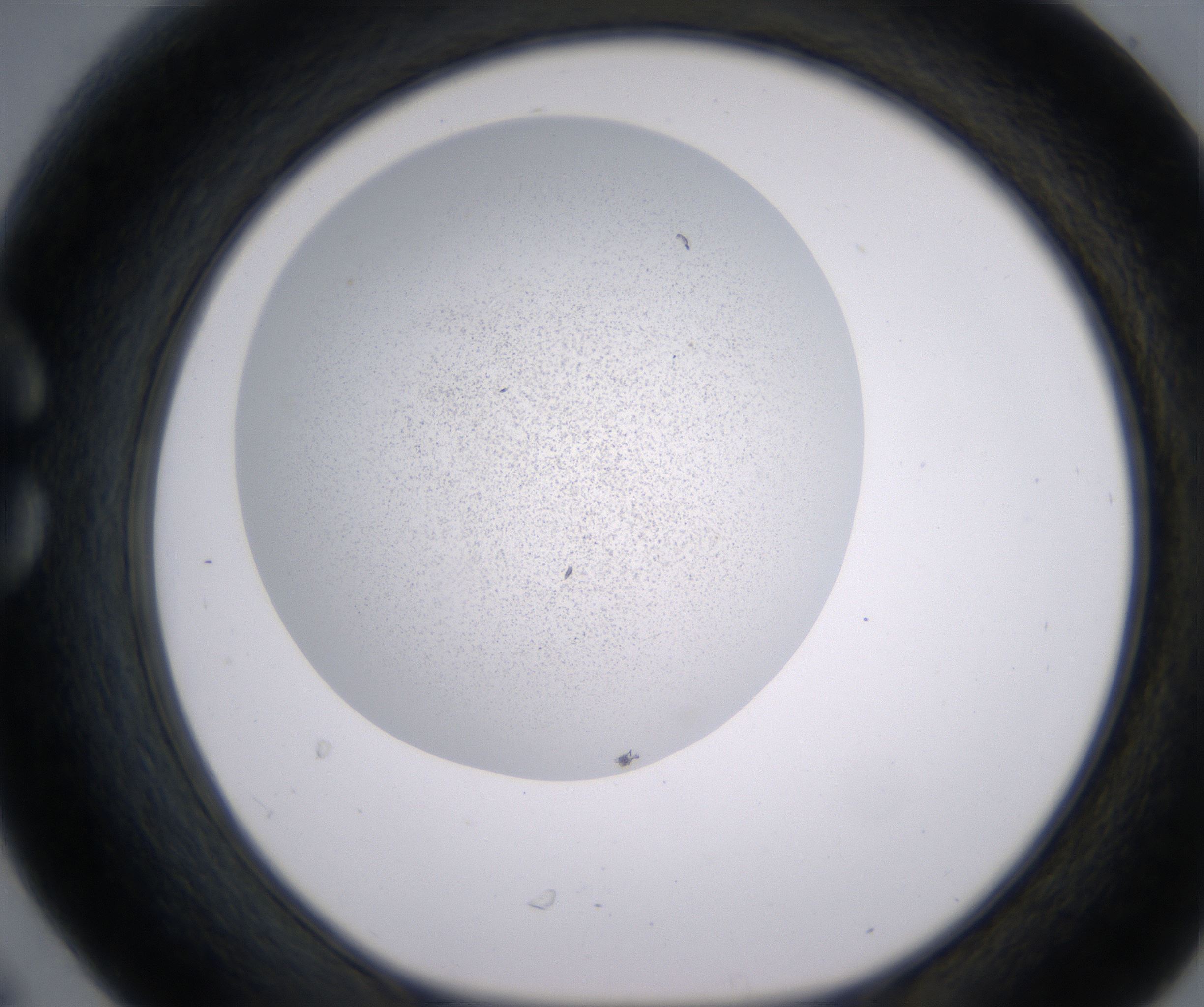 C6_HighResolution_Precipitate_1.jpg
