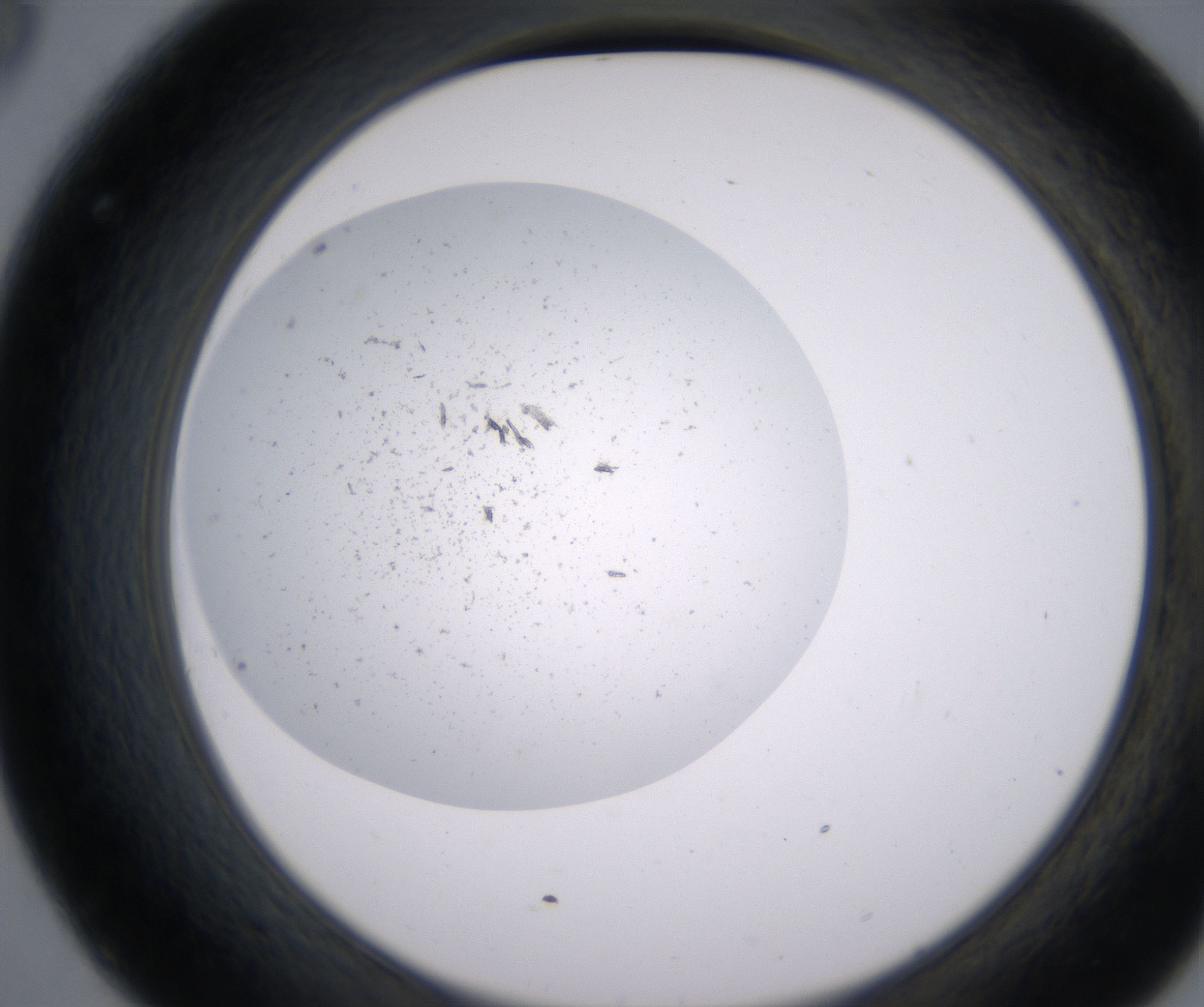 C8_HighResolution_Precipitate_2.jpg