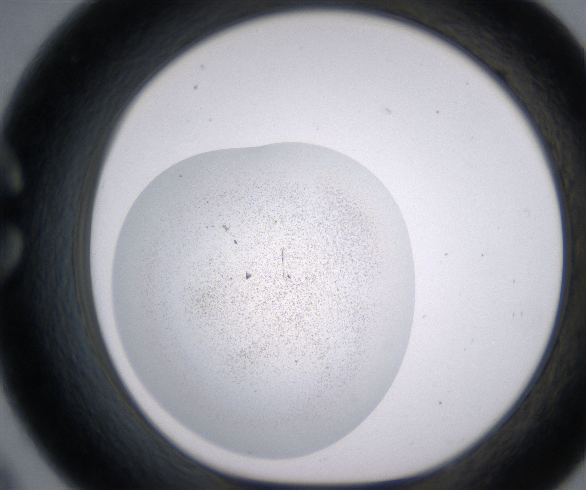 C9_HighResolution_Precipitate_1.jpg