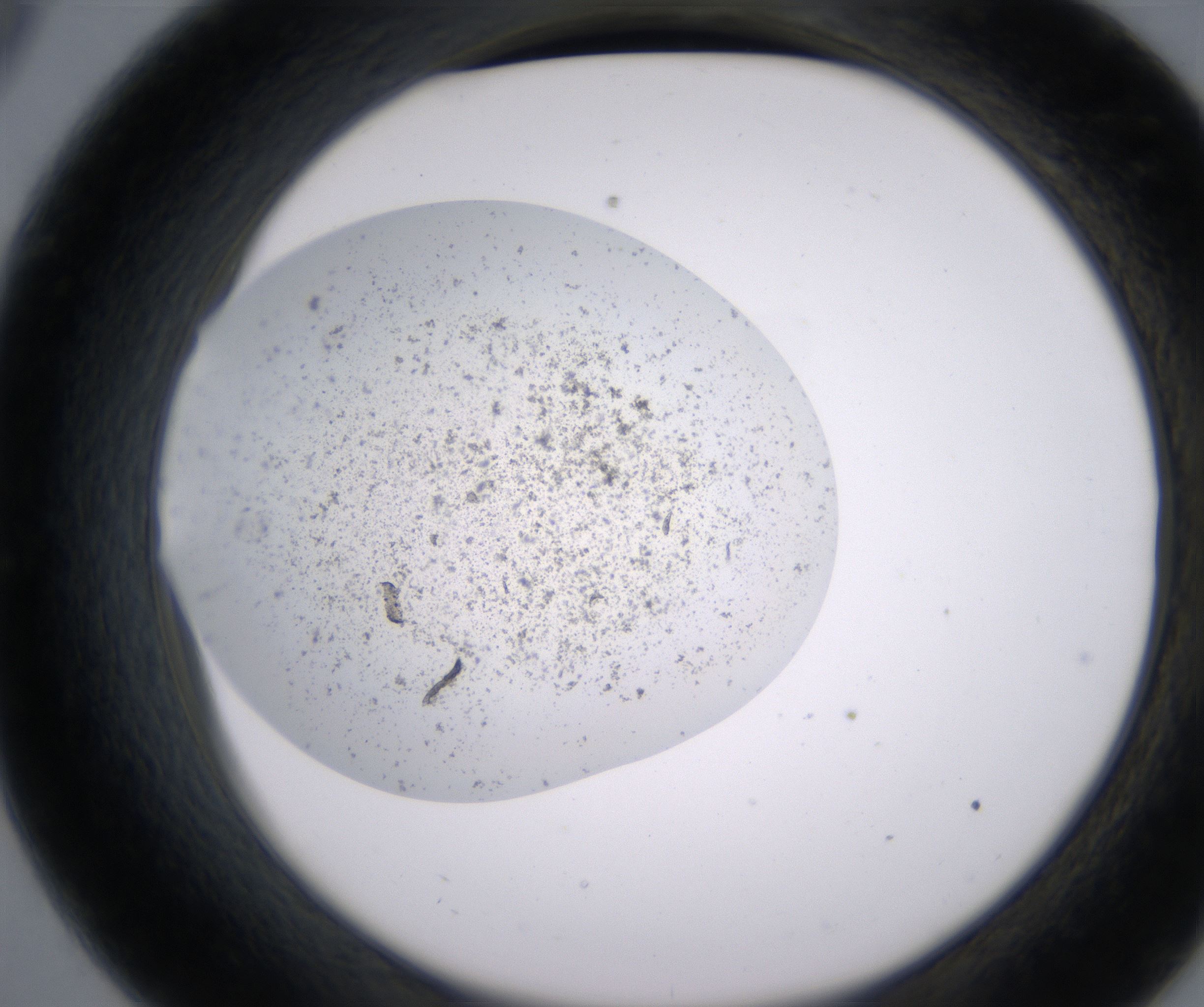 C9_HighResolution_Precipitate_2.jpg