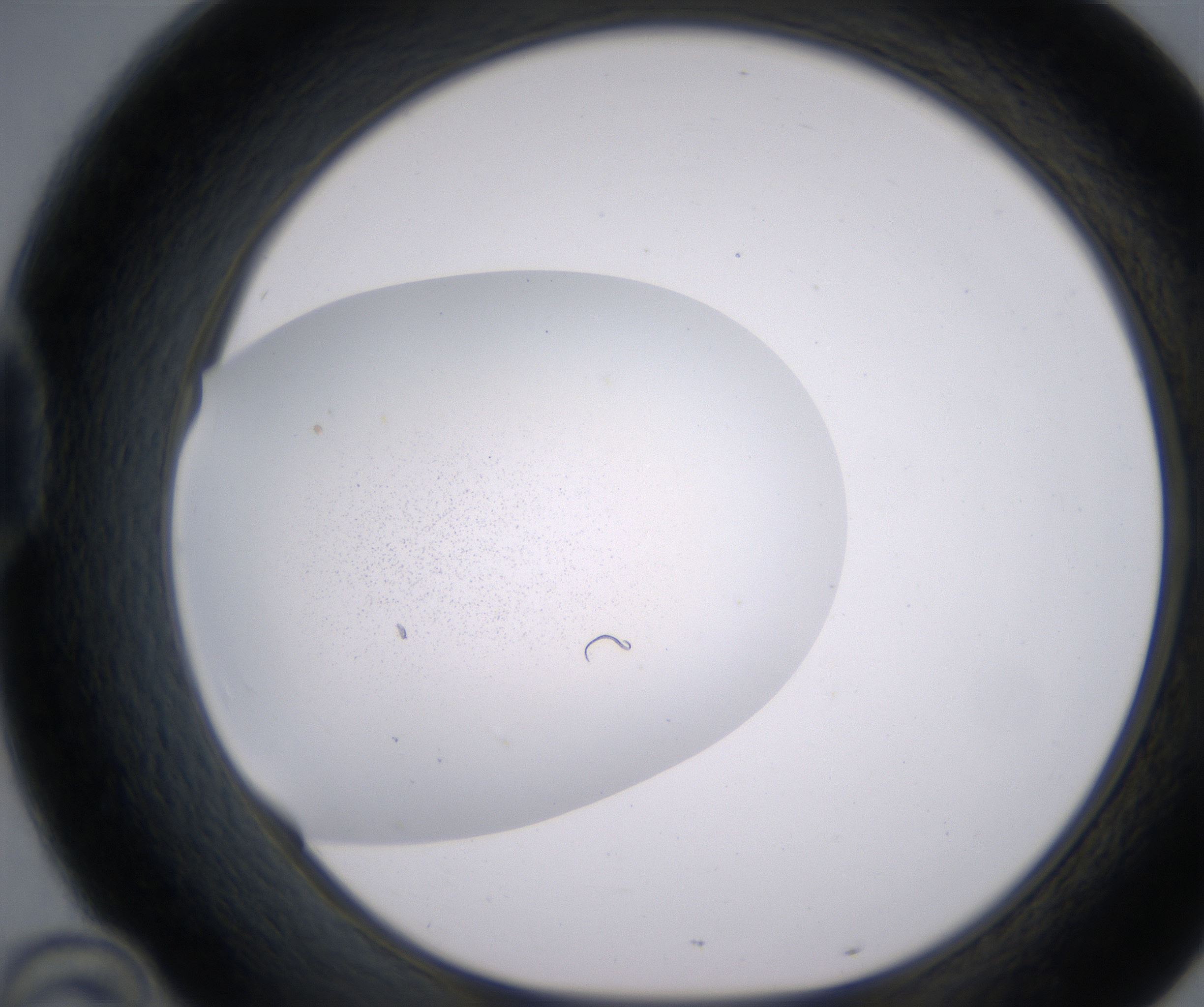 D10_HighResolution_Precipitate_1.jpg