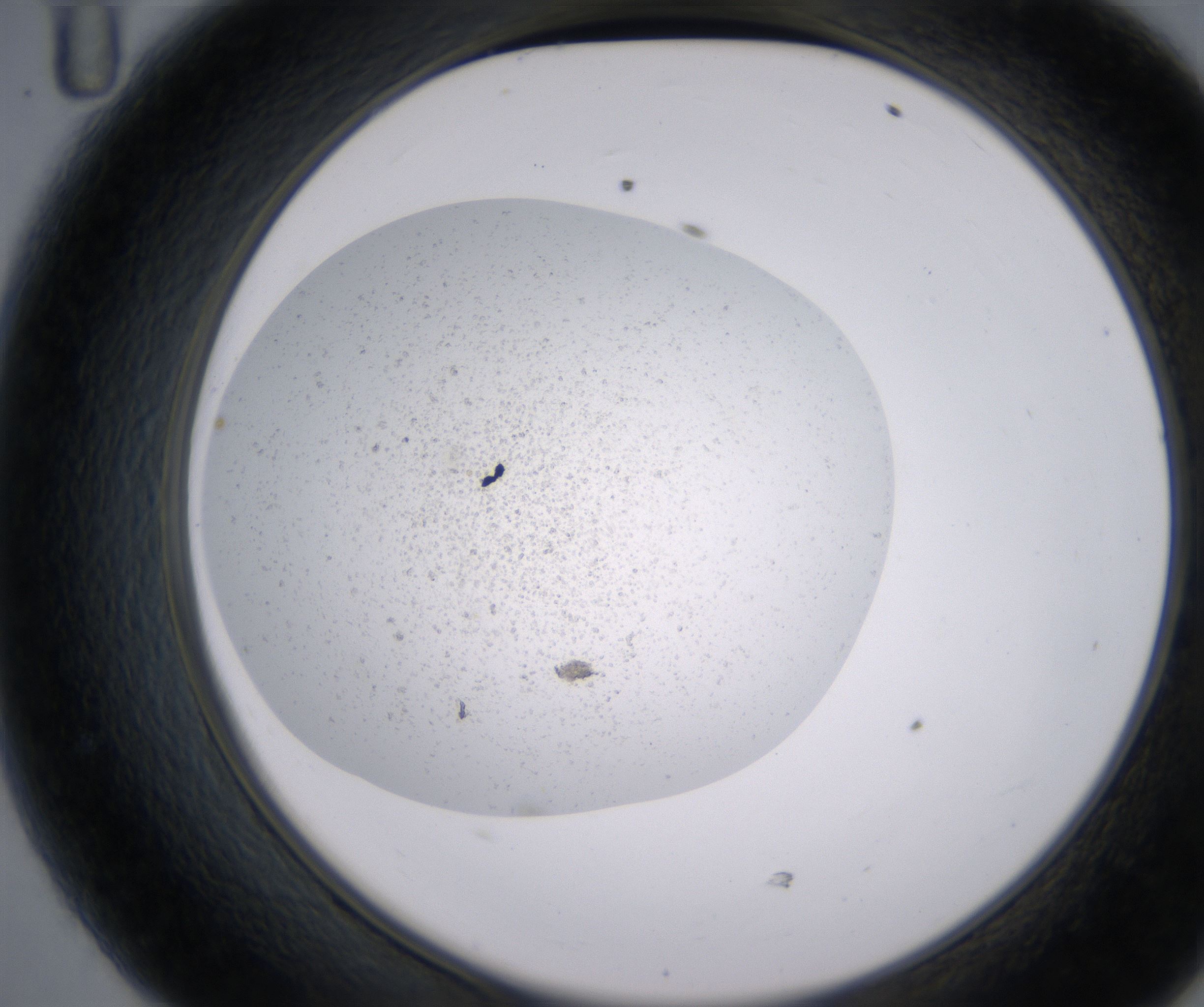 D11_HighResolution_Precipitate_2.jpg