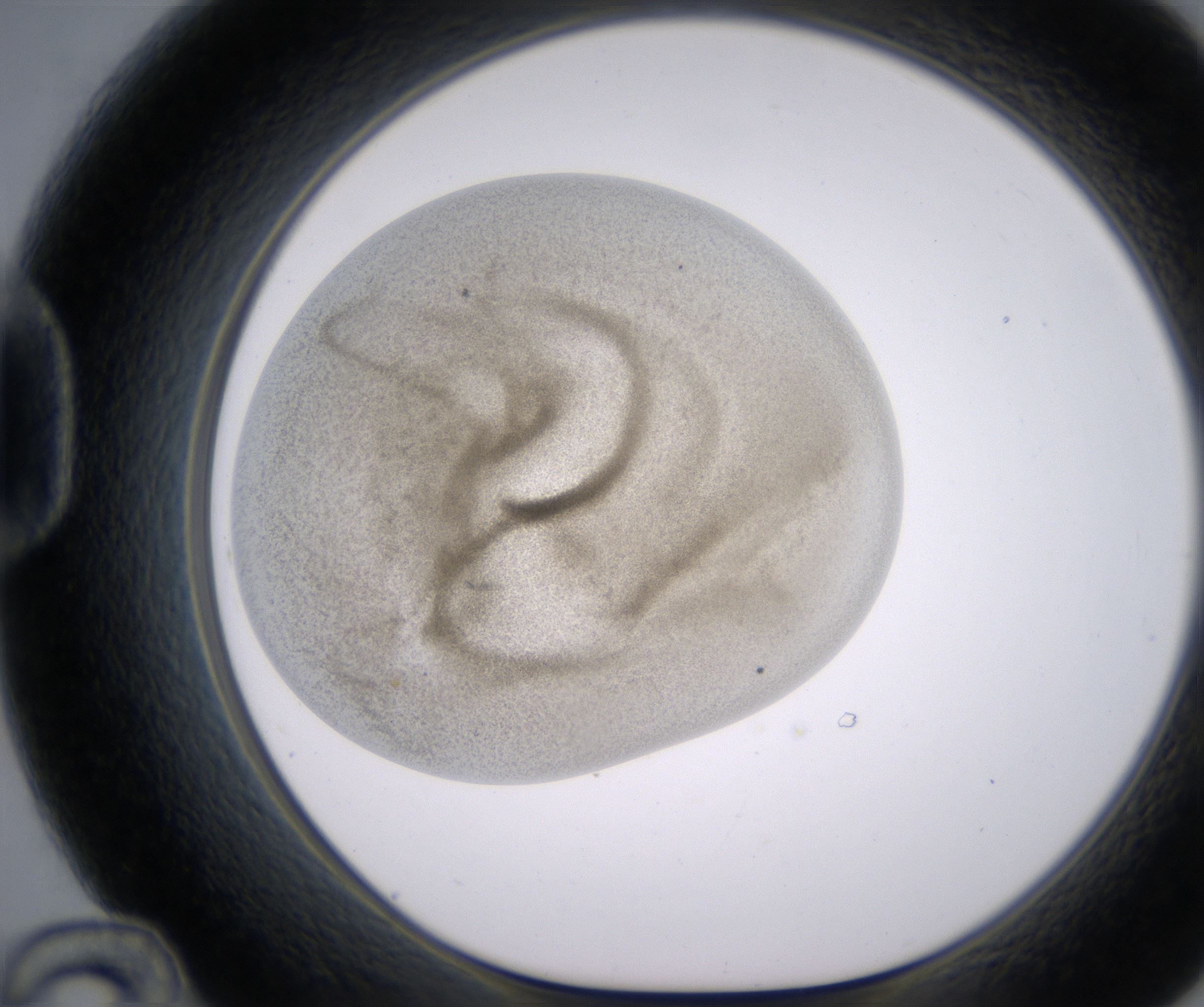 D12_HighResolution_Precipitate_1.jpg