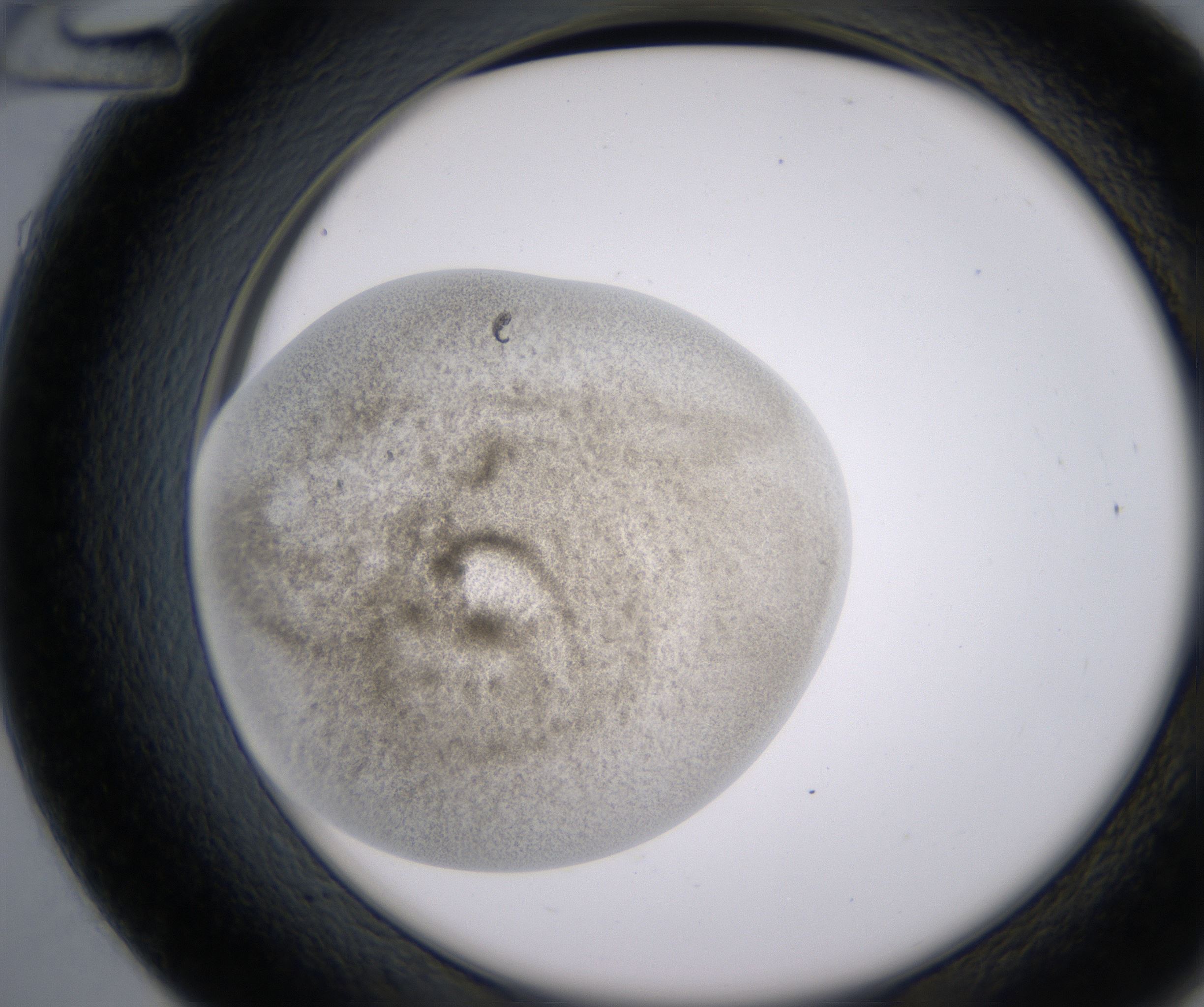 D12_HighResolution_Precipitate_2.jpg