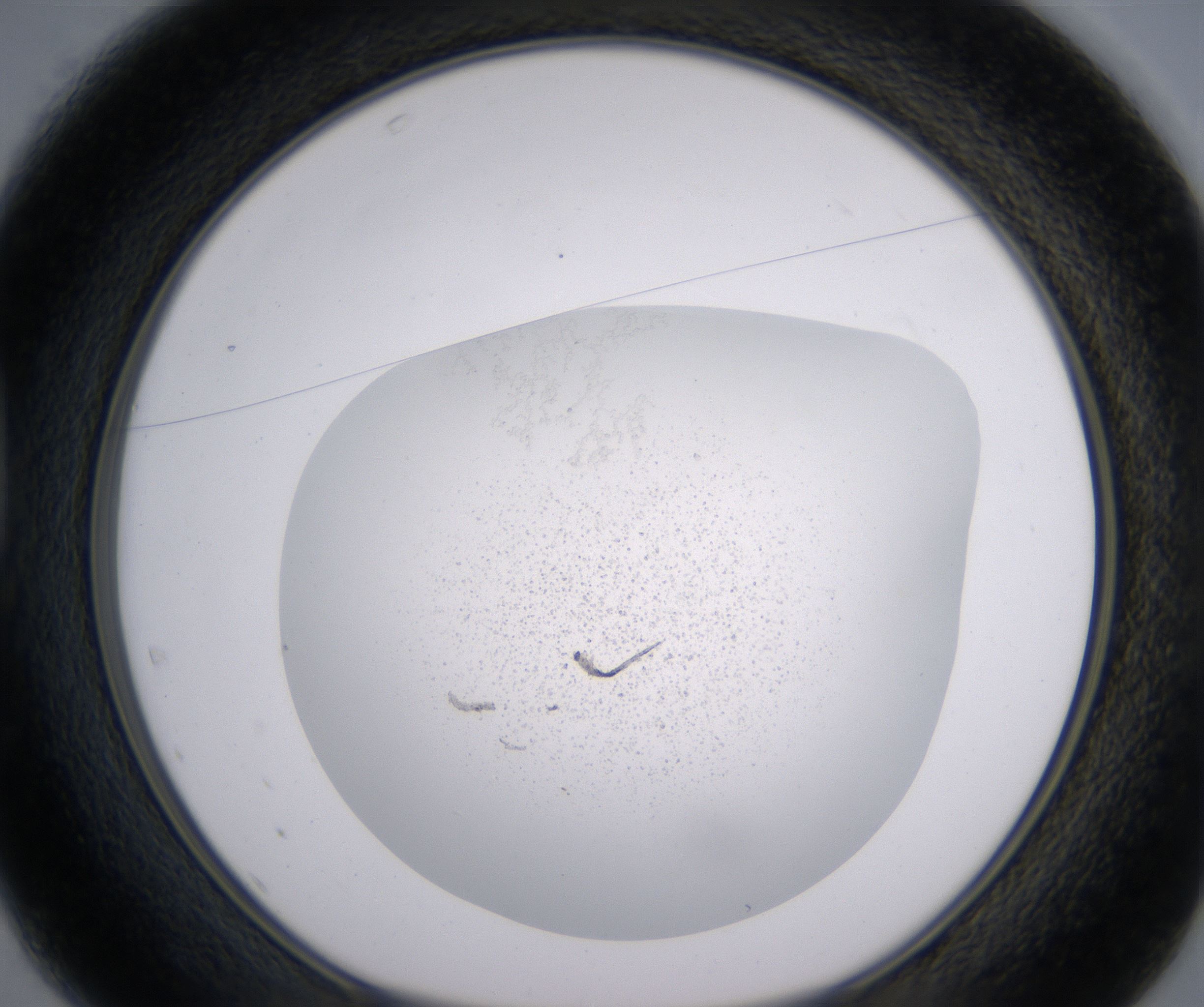 D1_HighResolution_Precipitate_1.jpg