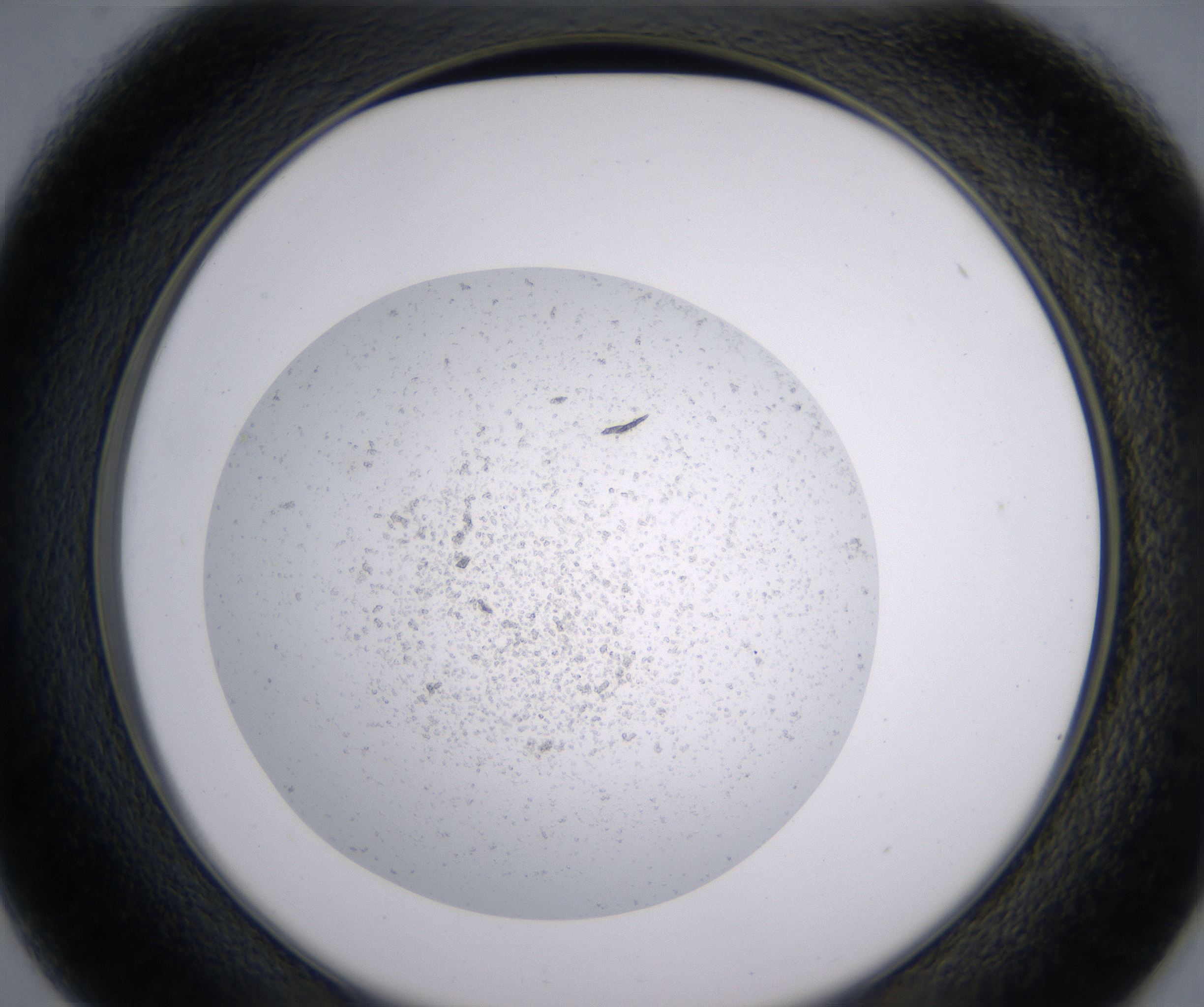D1_HighResolution_Precipitate_2.jpg