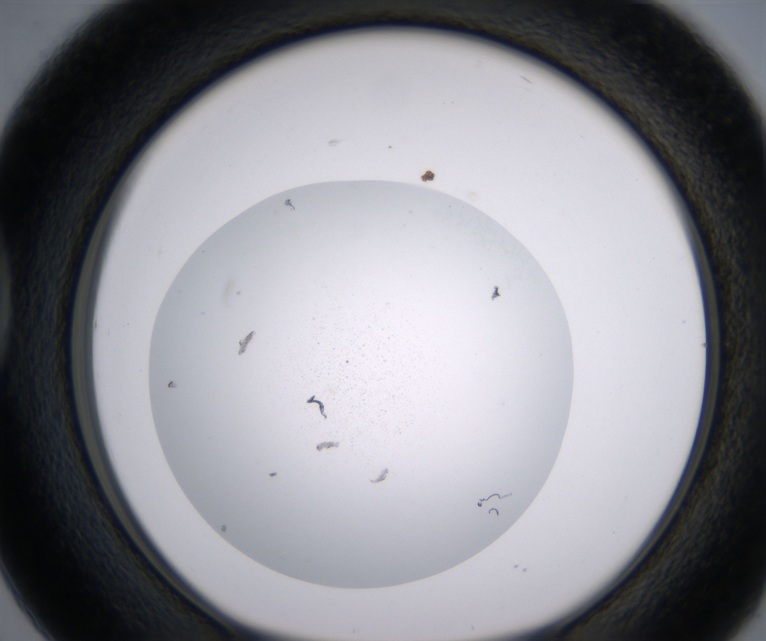 D2_HighResolution_Precipitate_1.jpg