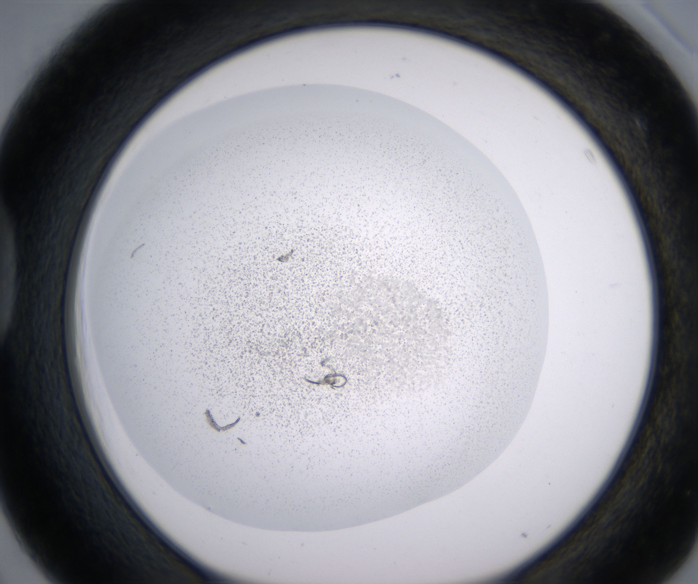 D3_HighResolution_Precipitate_1.jpg